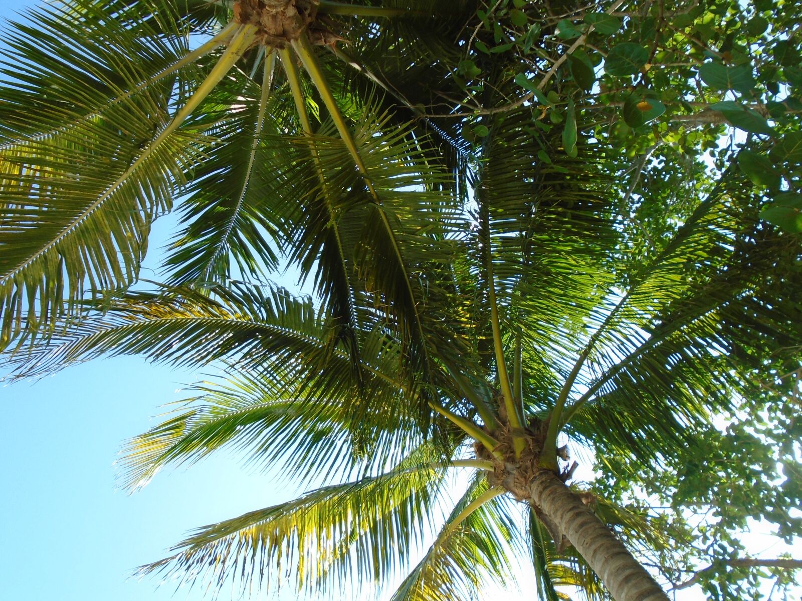 Sony Cyber-shot DSC-W800 sample photo. Palms, tropical, beach photography