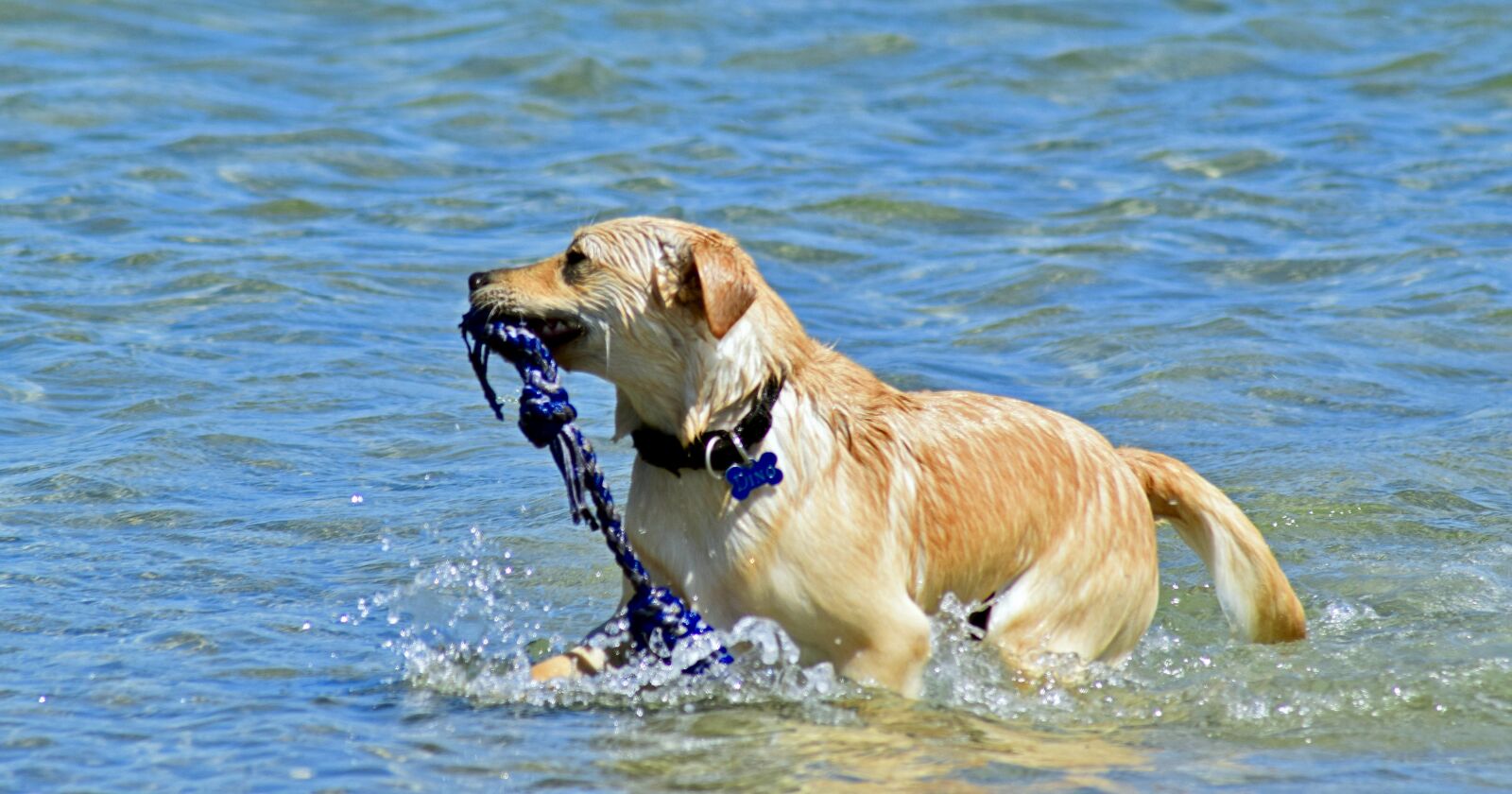 Nikon D3300 sample photo. Dog, bathing in the photography