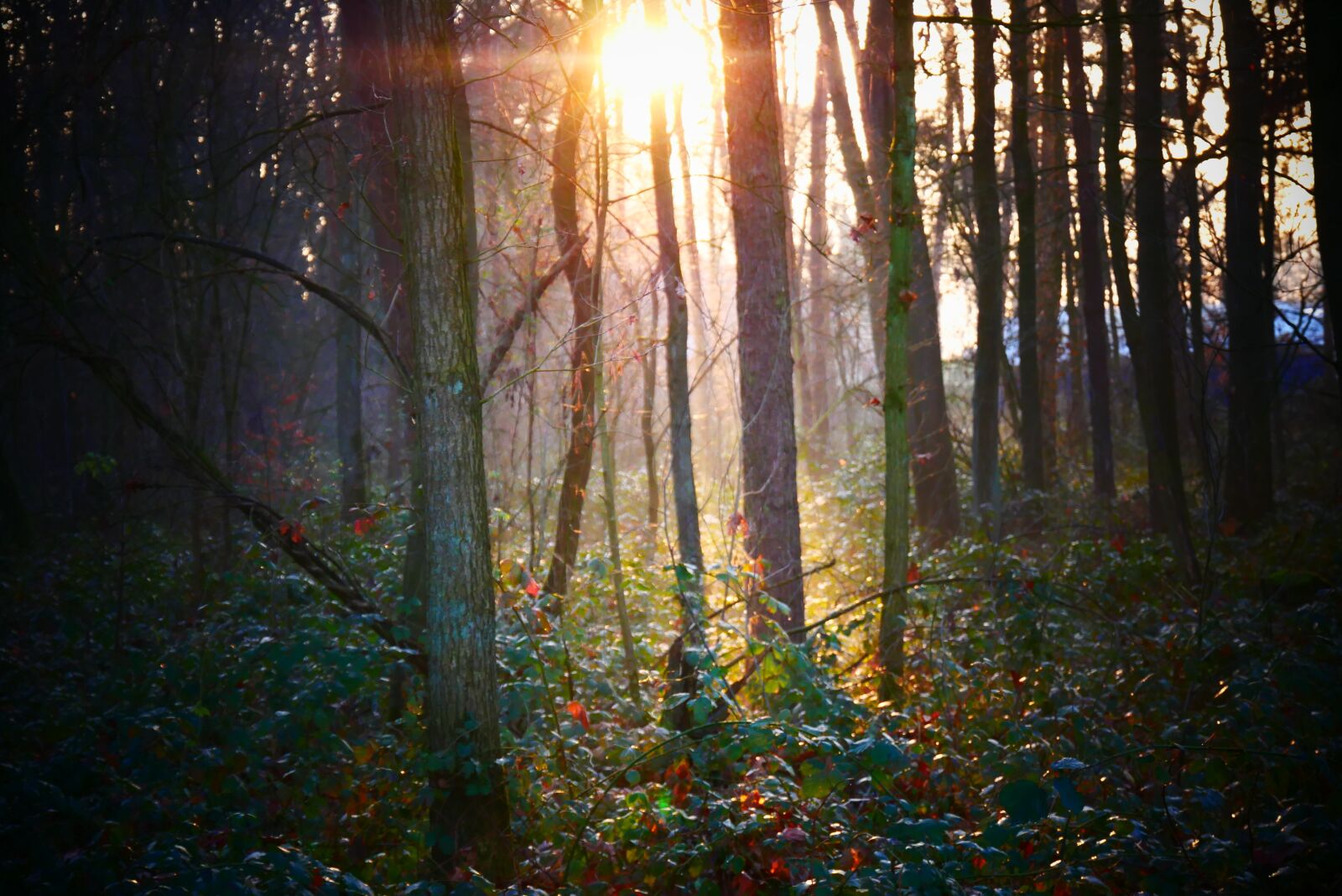 Panasonic Lumix DMC-G85 (Lumix DMC-G80) sample photo. Mystical, forest, trees photography