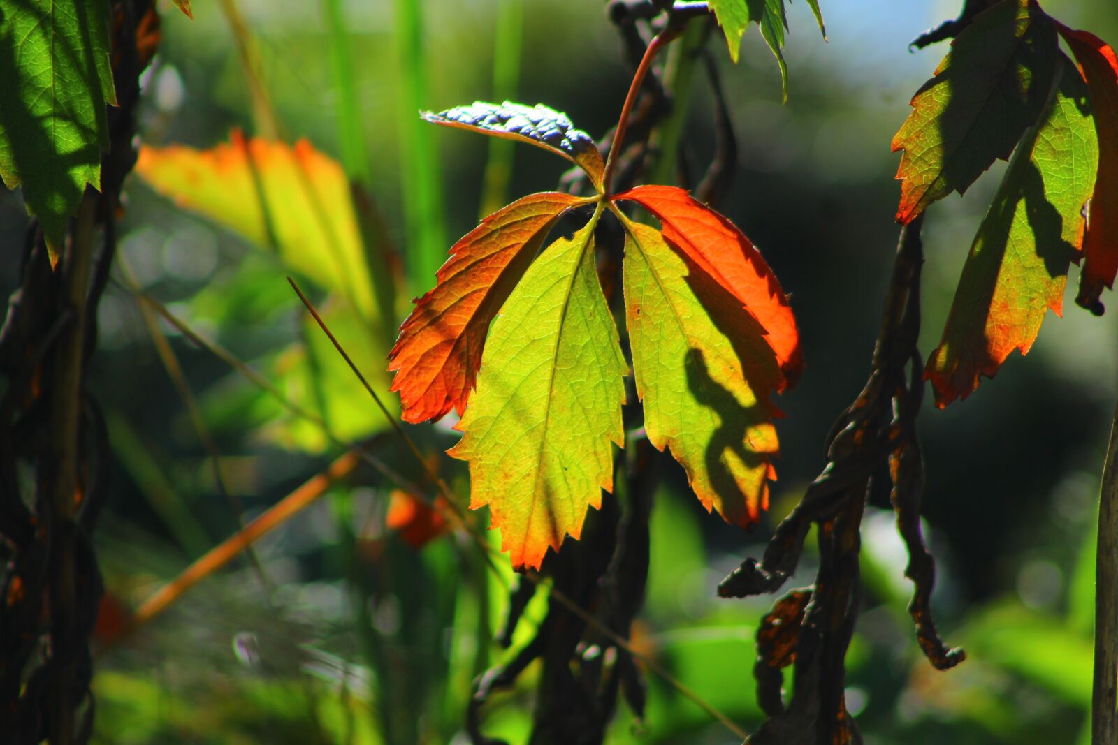 EF75-300mm f/4-5.6 sample photo. Leaves, foliage, tree photography