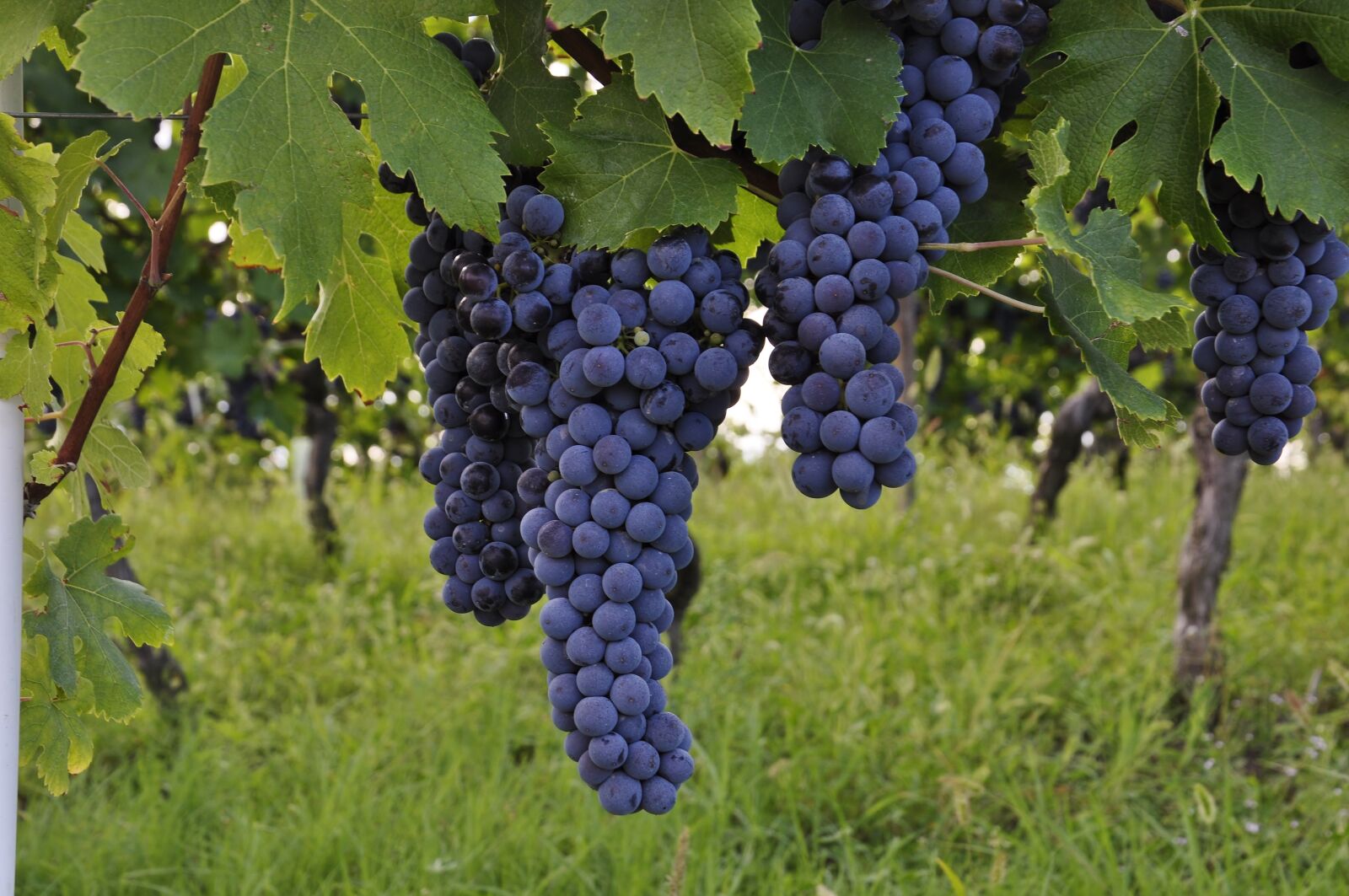 Nikon D5000 sample photo. Grapes, bunch, vineyard photography