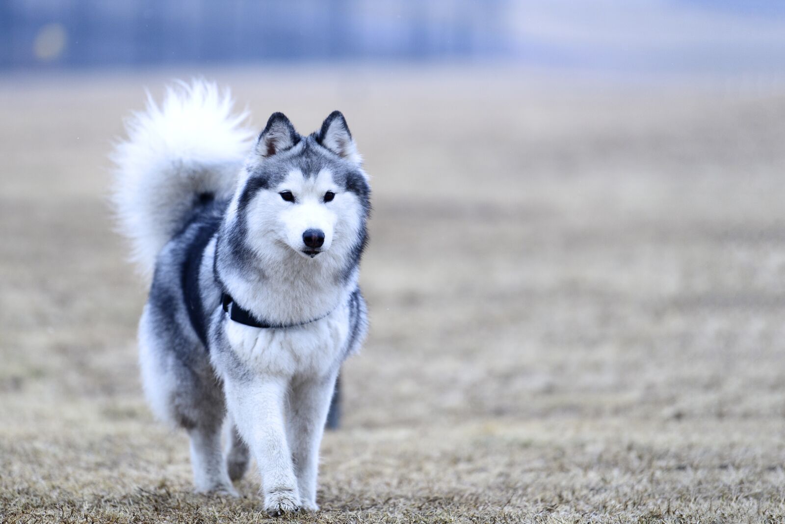 Nikon D5 sample photo. Dog, animal, mammal photography