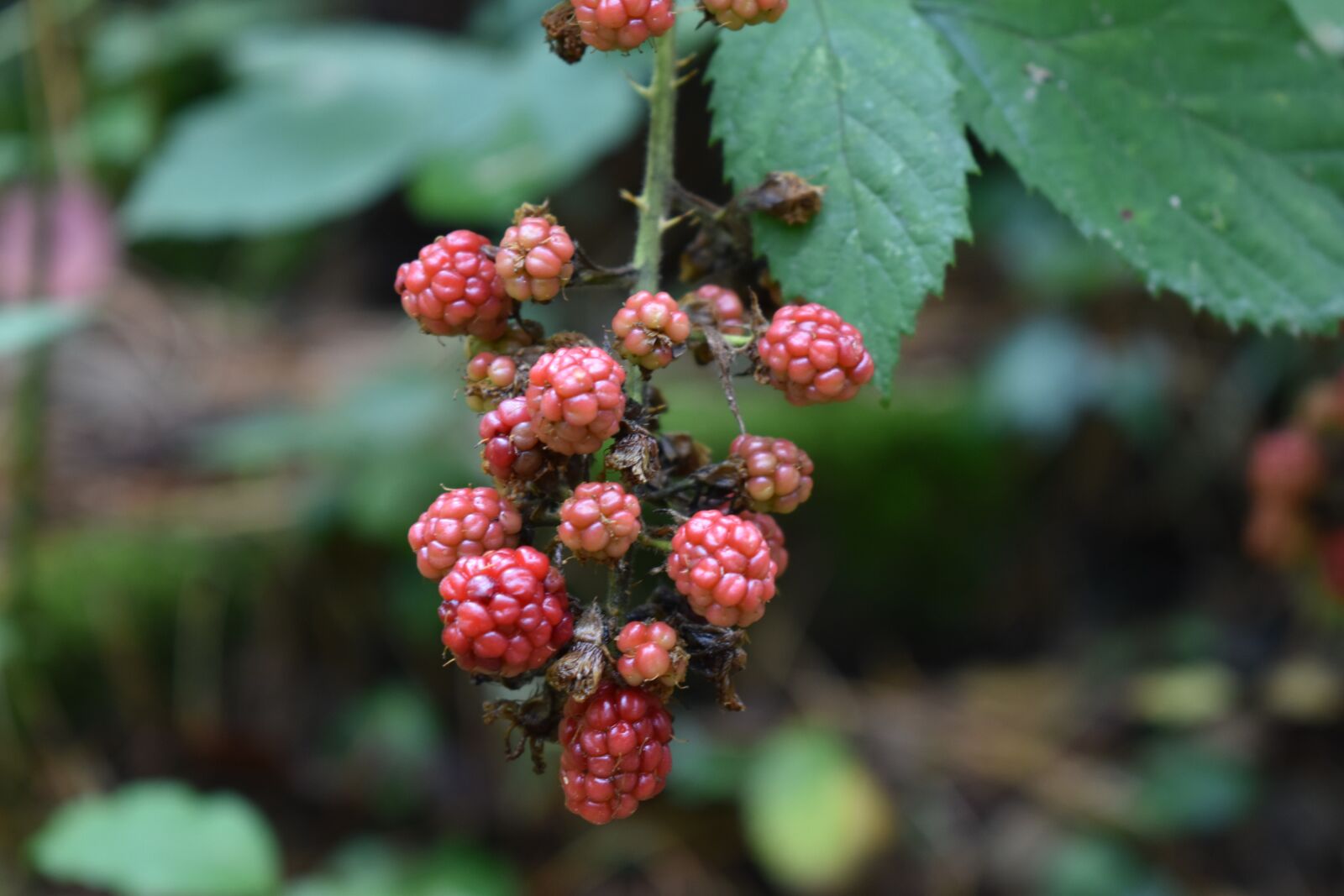 Nikon D3500 sample photo. Nature, forest, autumn photography