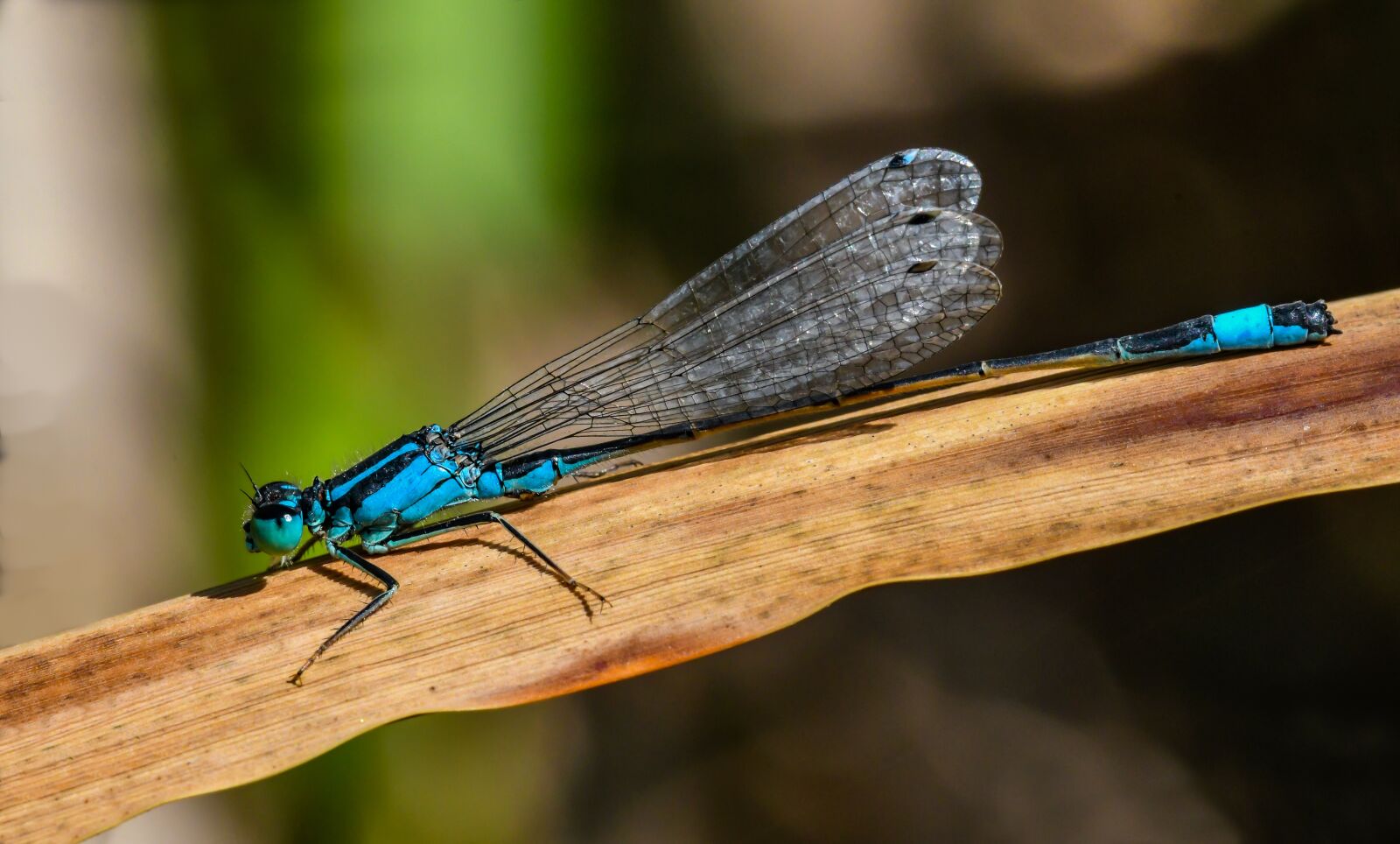 Nikon D500 sample photo. Macro, dragonfly, azure bridesmaid photography