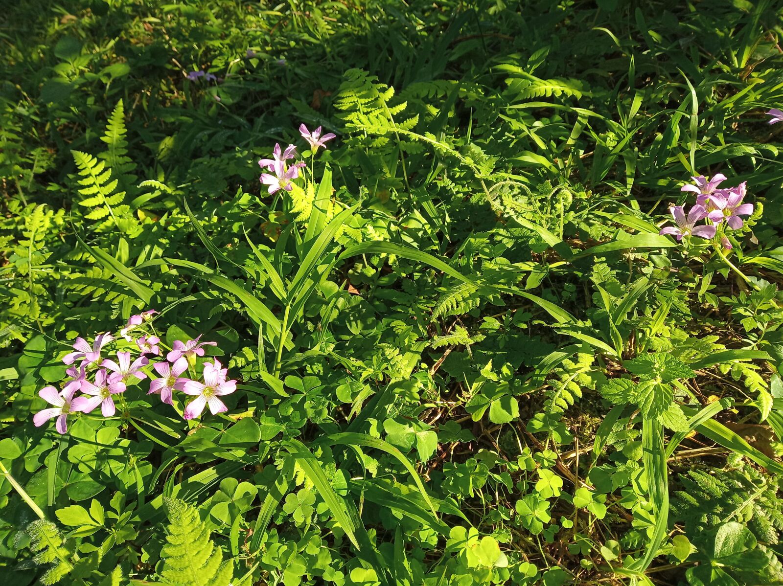 Xiaomi Redmi 6 sample photo. Taiwan, flowers, bright photography