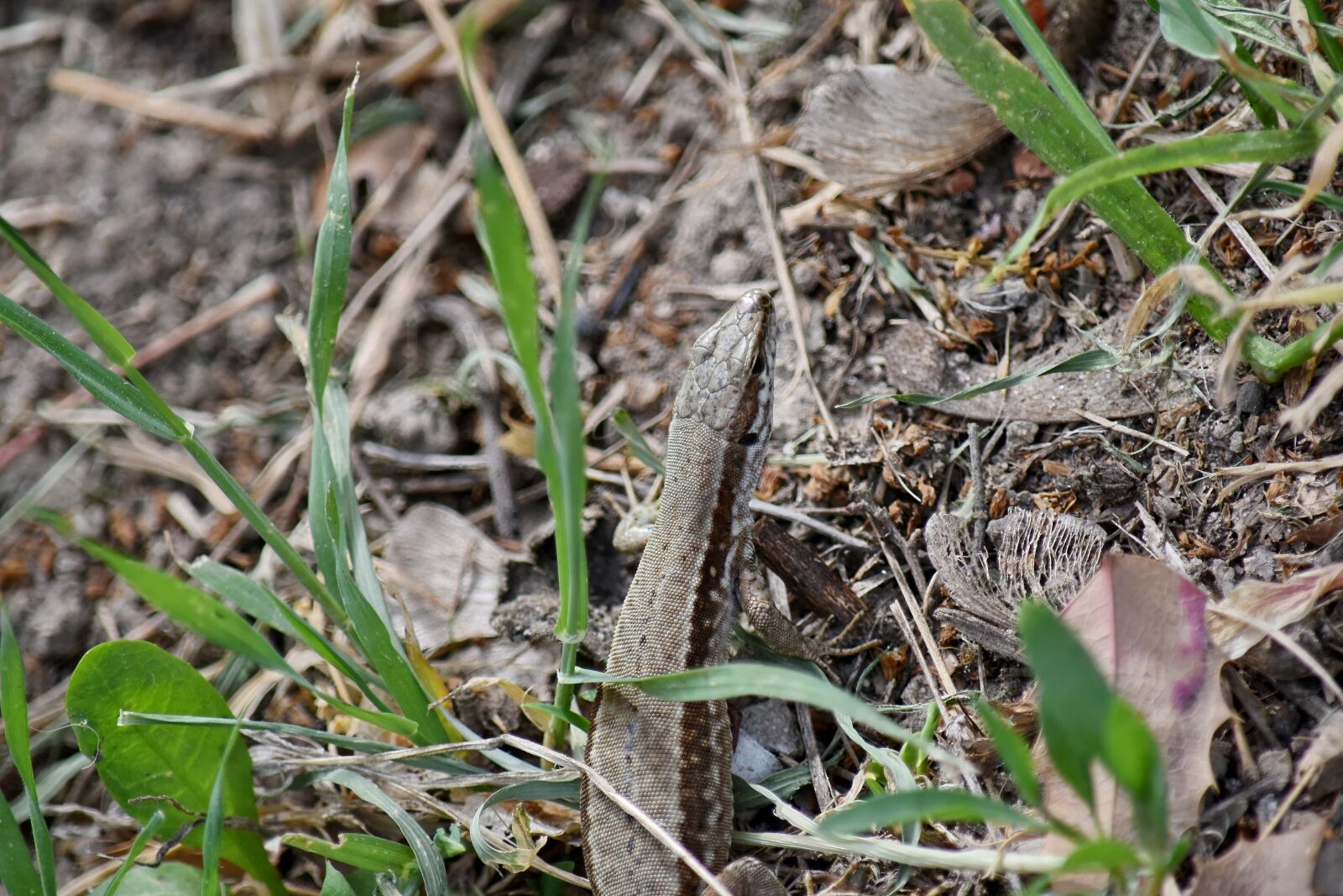 Nikon D5500 sample photo. Green grass, green leaf photography