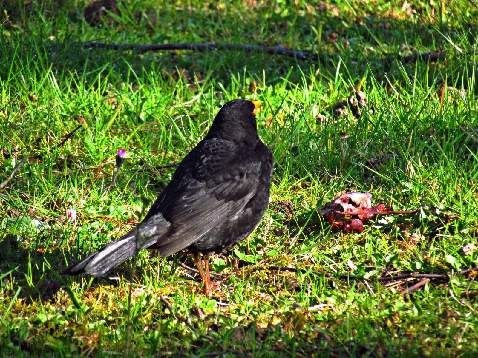 Canon PowerShot SX30 IS sample photo. Kos, park, bird photography
