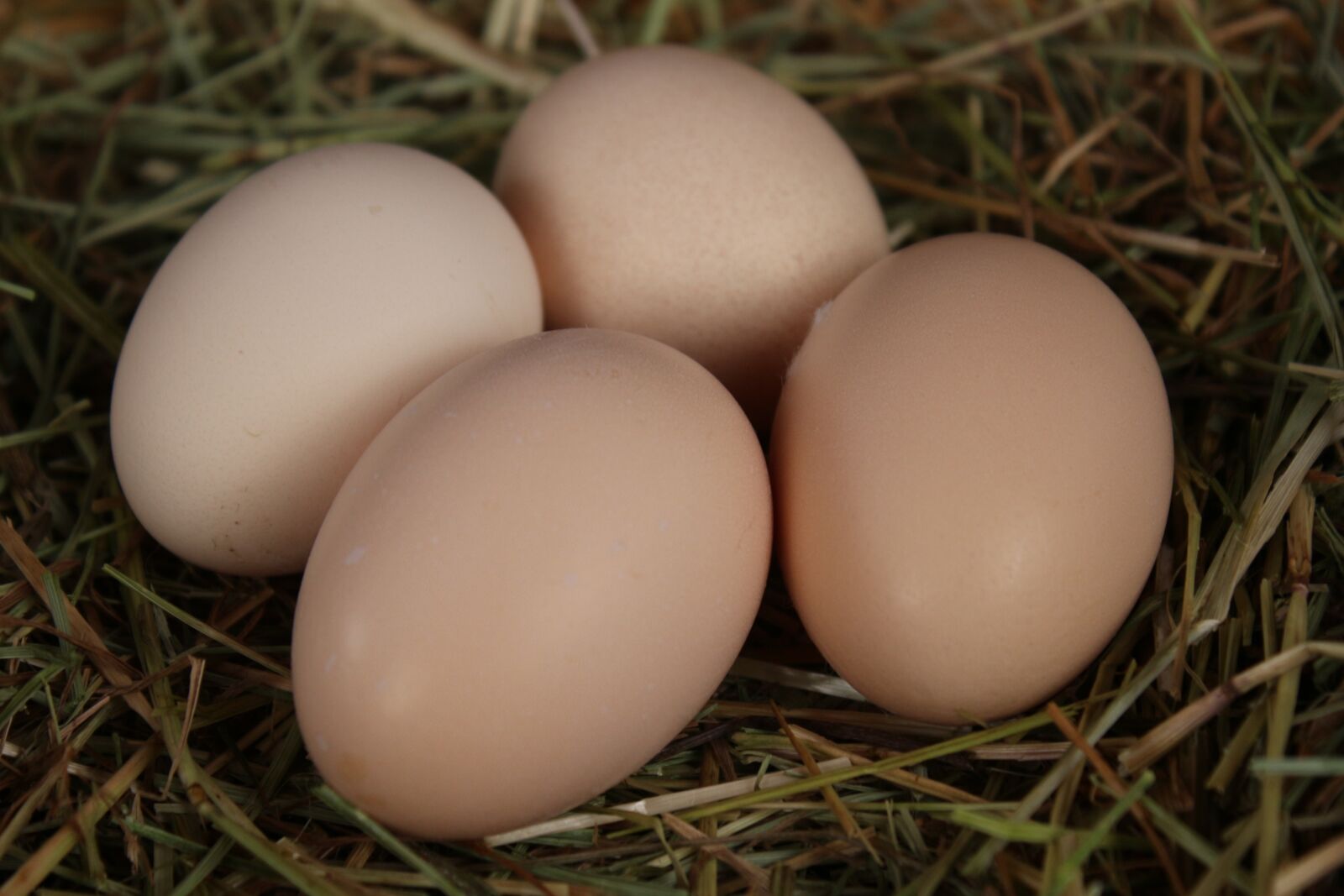 Canon EF-S 18-55mm F3.5-5.6 IS sample photo. Egg, nest easter, straw photography