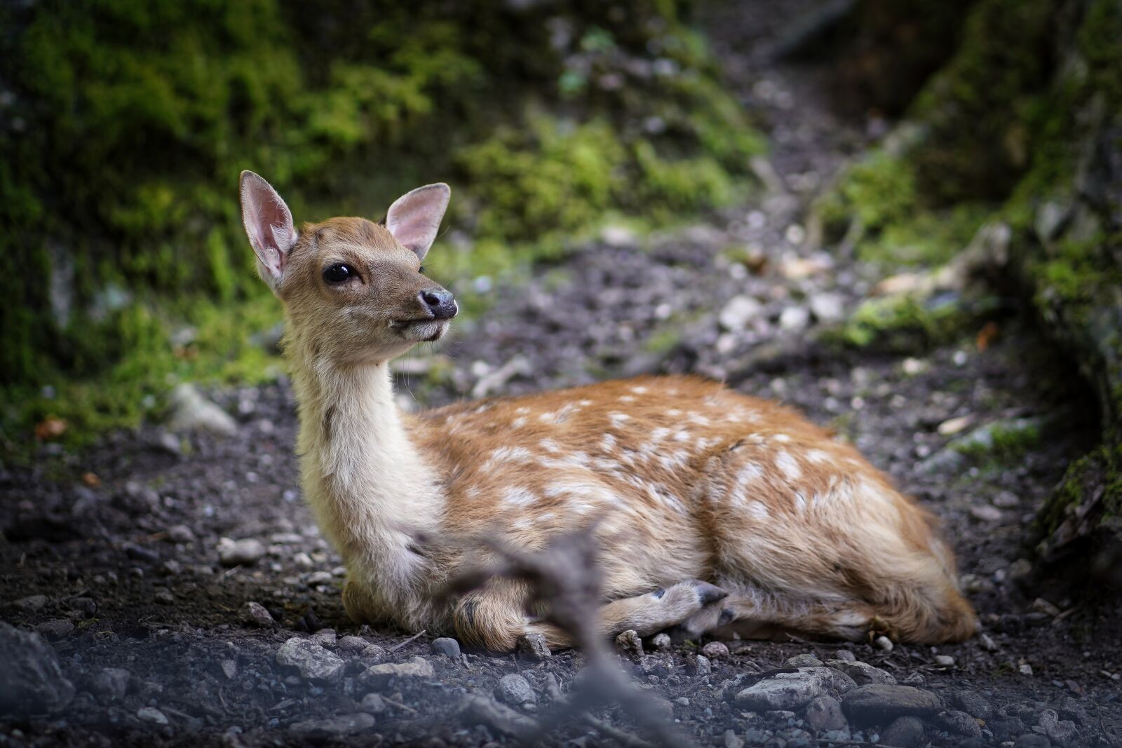 Sony a7 III + Sony FE 85mm F1.8 sample photo. Deer, fawn, mammal photography