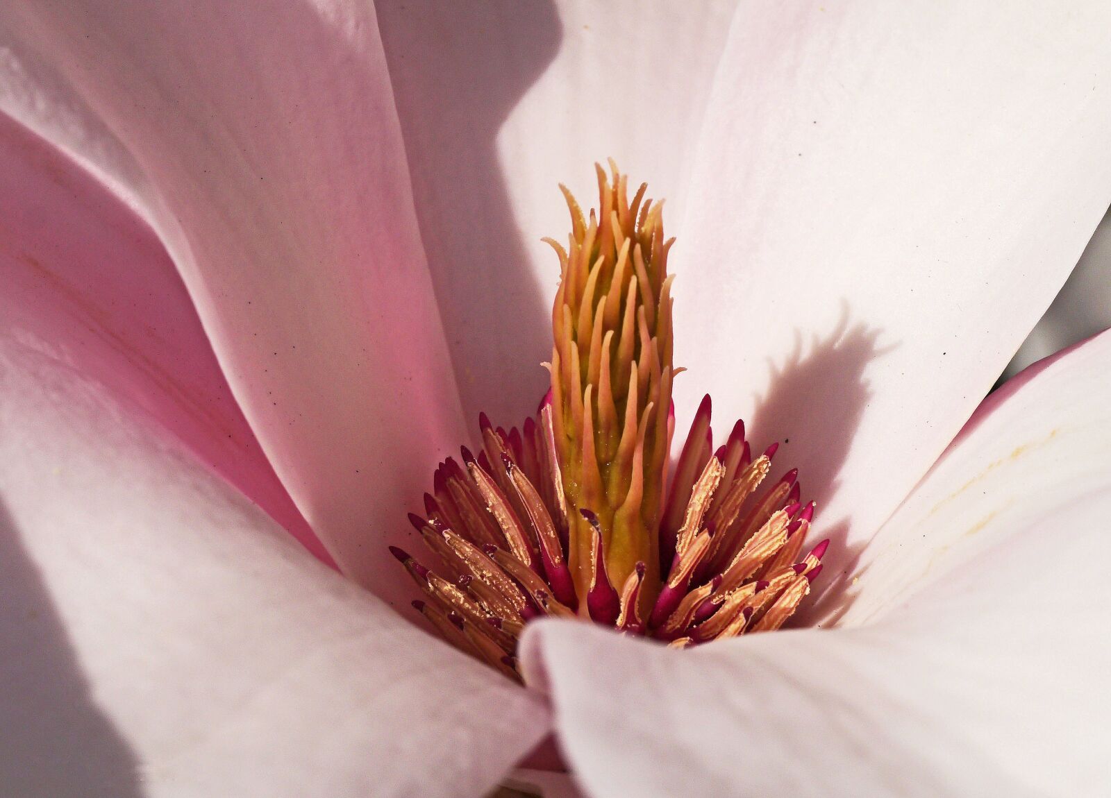 Panasonic Lumix DMC-GX1 sample photo. Magnolia, blossom, bloom photography