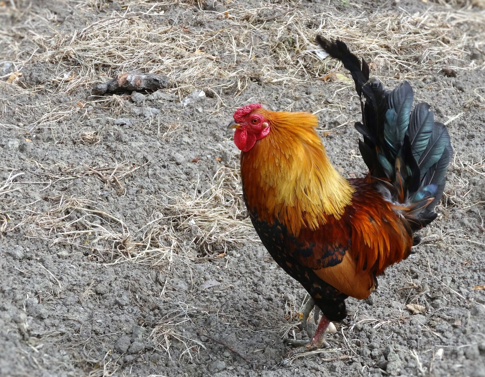 Sony Cyber-shot DSC-HX20V sample photo. Rooster, farm, bird photography