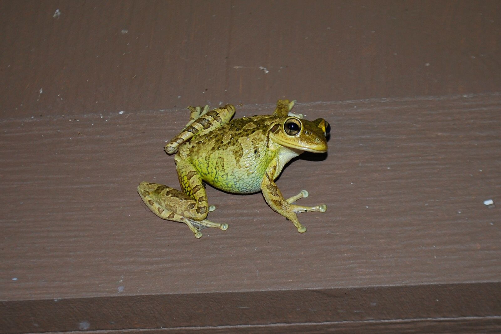 Nikon D60 sample photo. Frog, green, amphibian photography