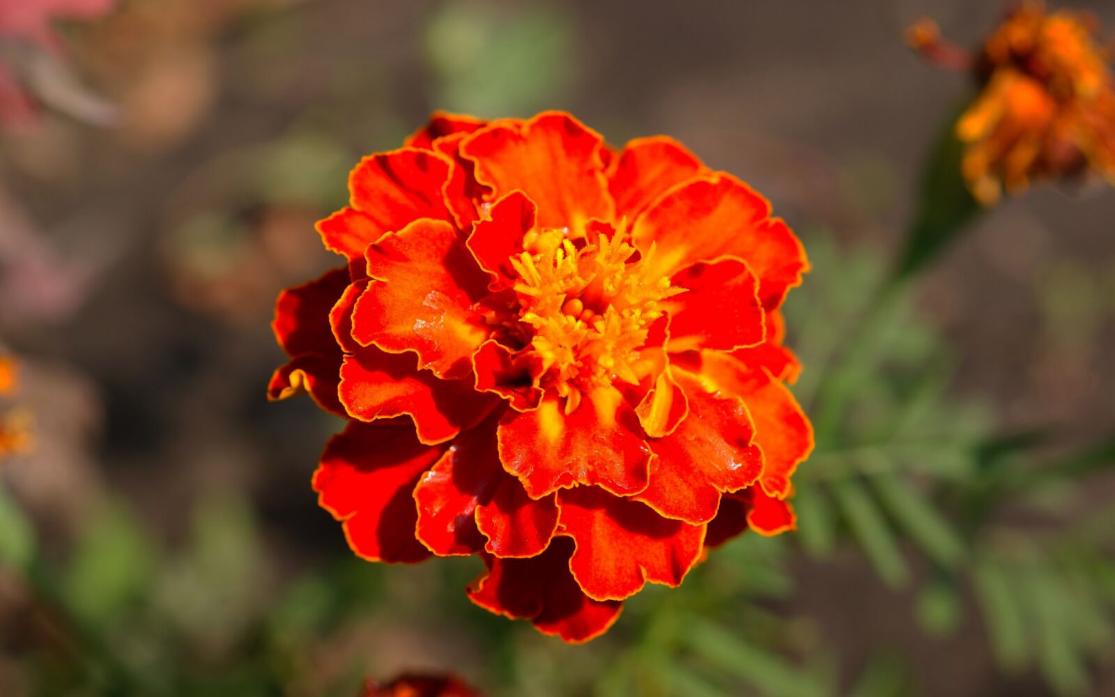 Sony Alpha DSLR-A350 sample photo. Flora, fauna, macro photography