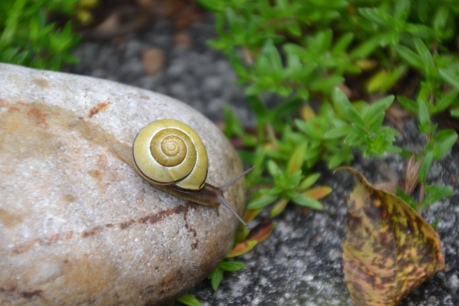 Nikon D3100 sample photo. Snail, tape worm, stone photography