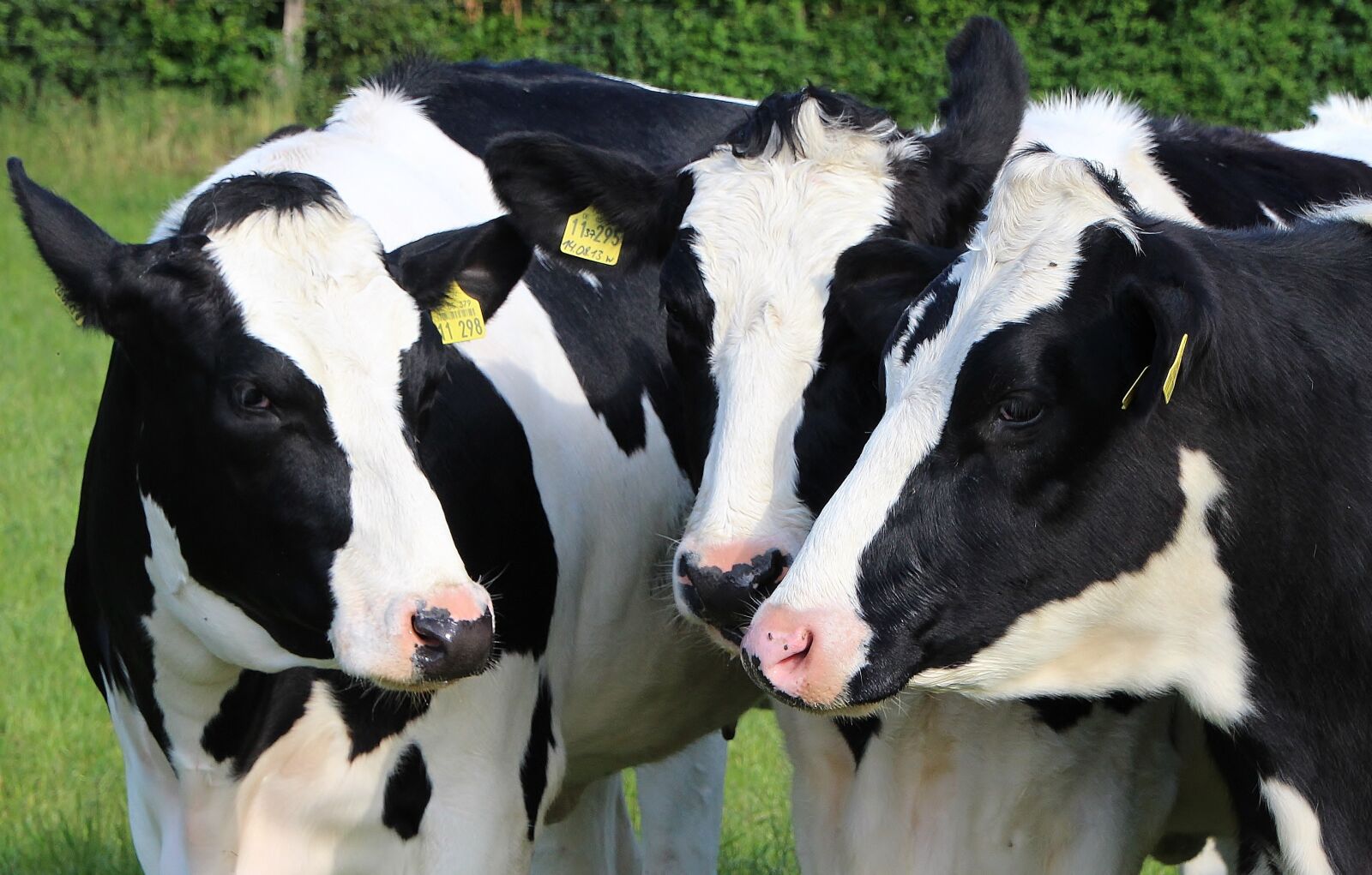 Canon EOS 700D (EOS Rebel T5i / EOS Kiss X7i) sample photo. Agriculture, dairy cows, cattle photography