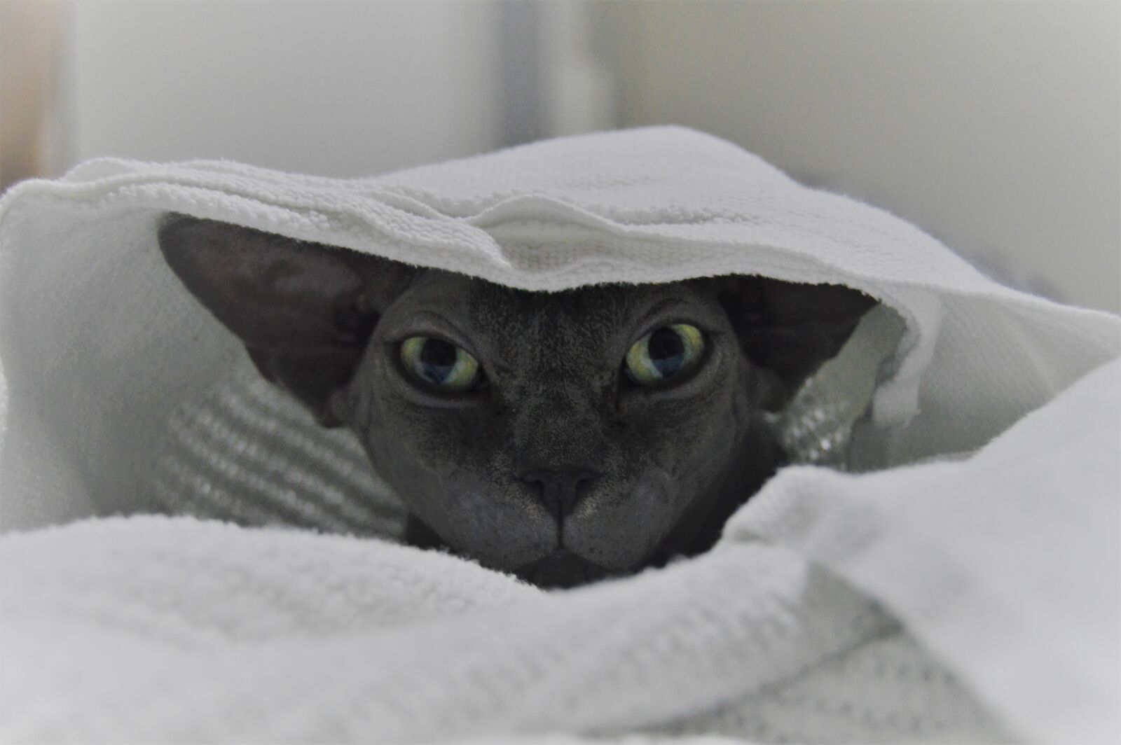 Nikon D3200 sample photo. Cat, sphynx, cute photography