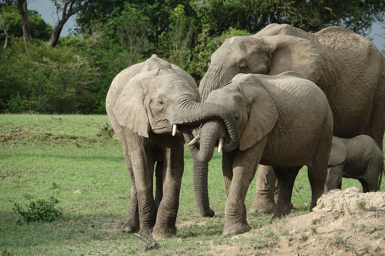 Sony Cyber-shot DSC-RX10 III sample photo. Mammal, wildlife, elephant photography