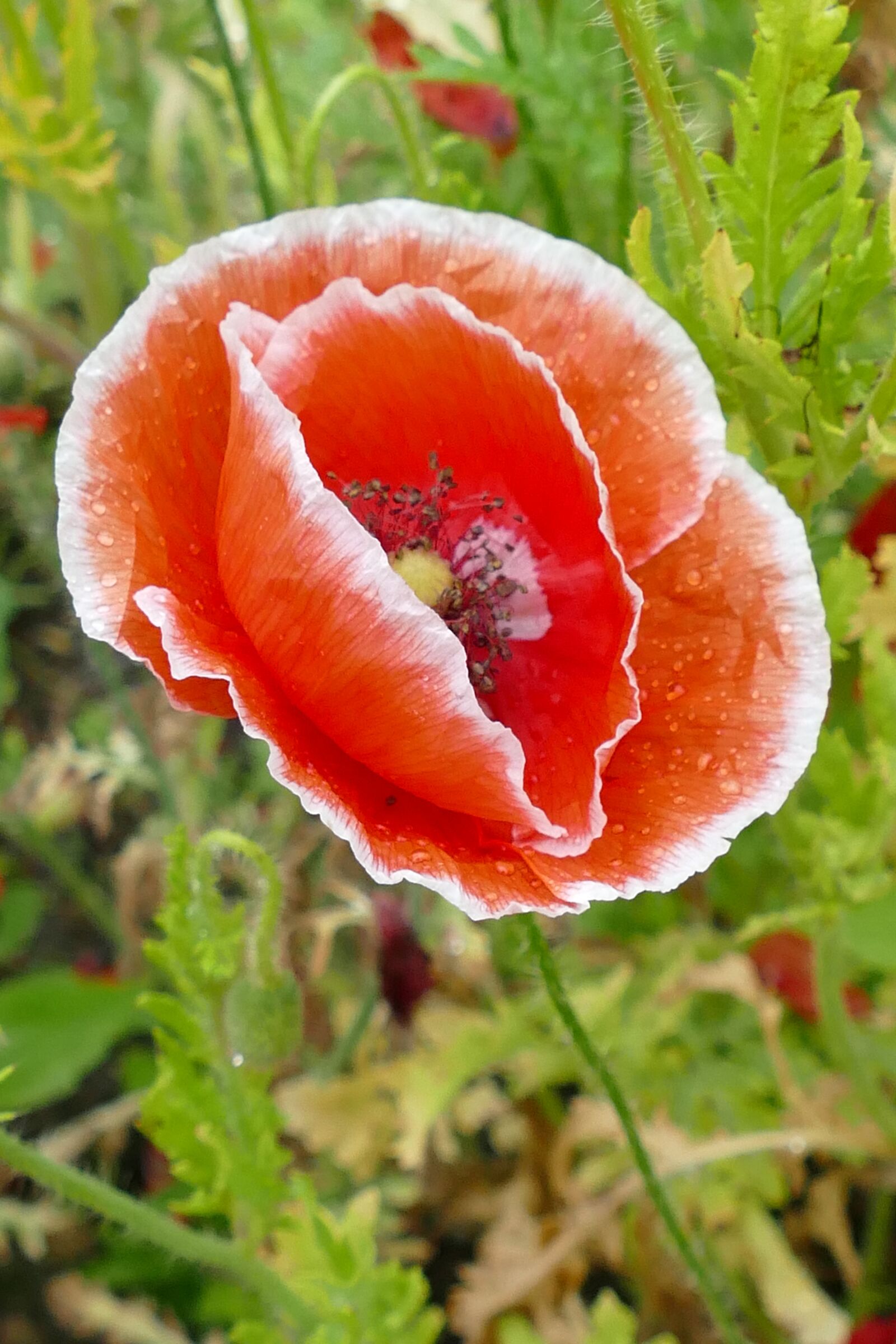 Panasonic Lumix DMC-FZ1000 sample photo. Poppy, papaveraceae, flora photography