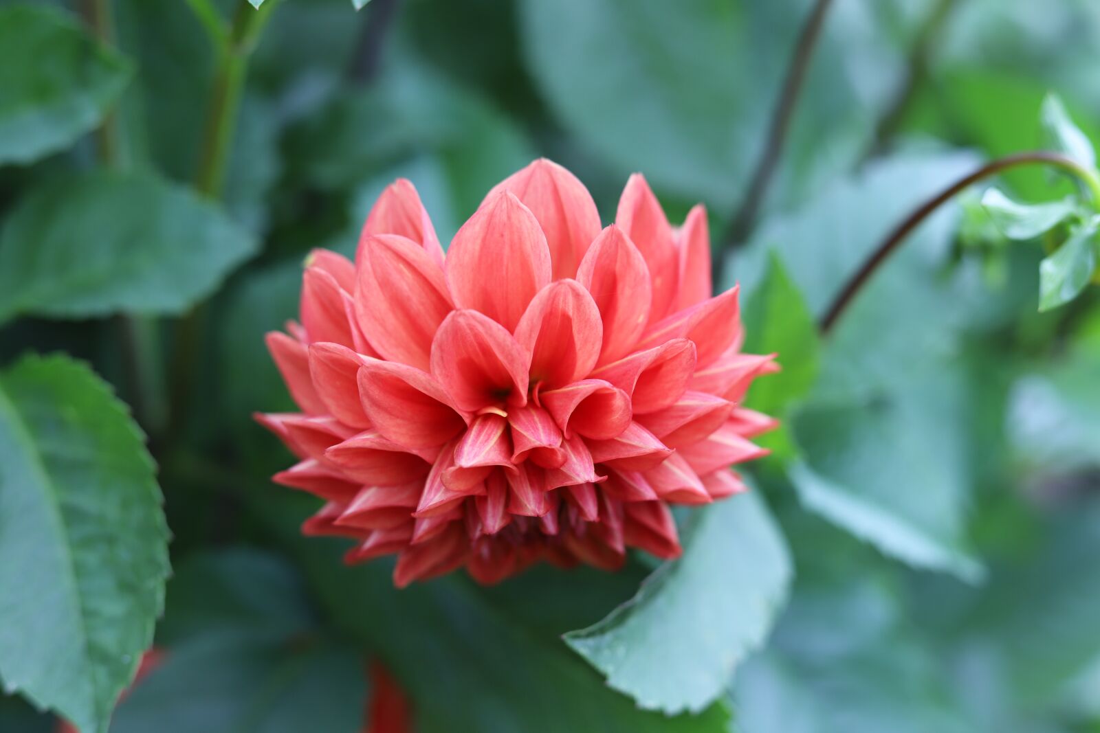 Canon EOS 6D Mark II sample photo. Nature, flower, plant photography