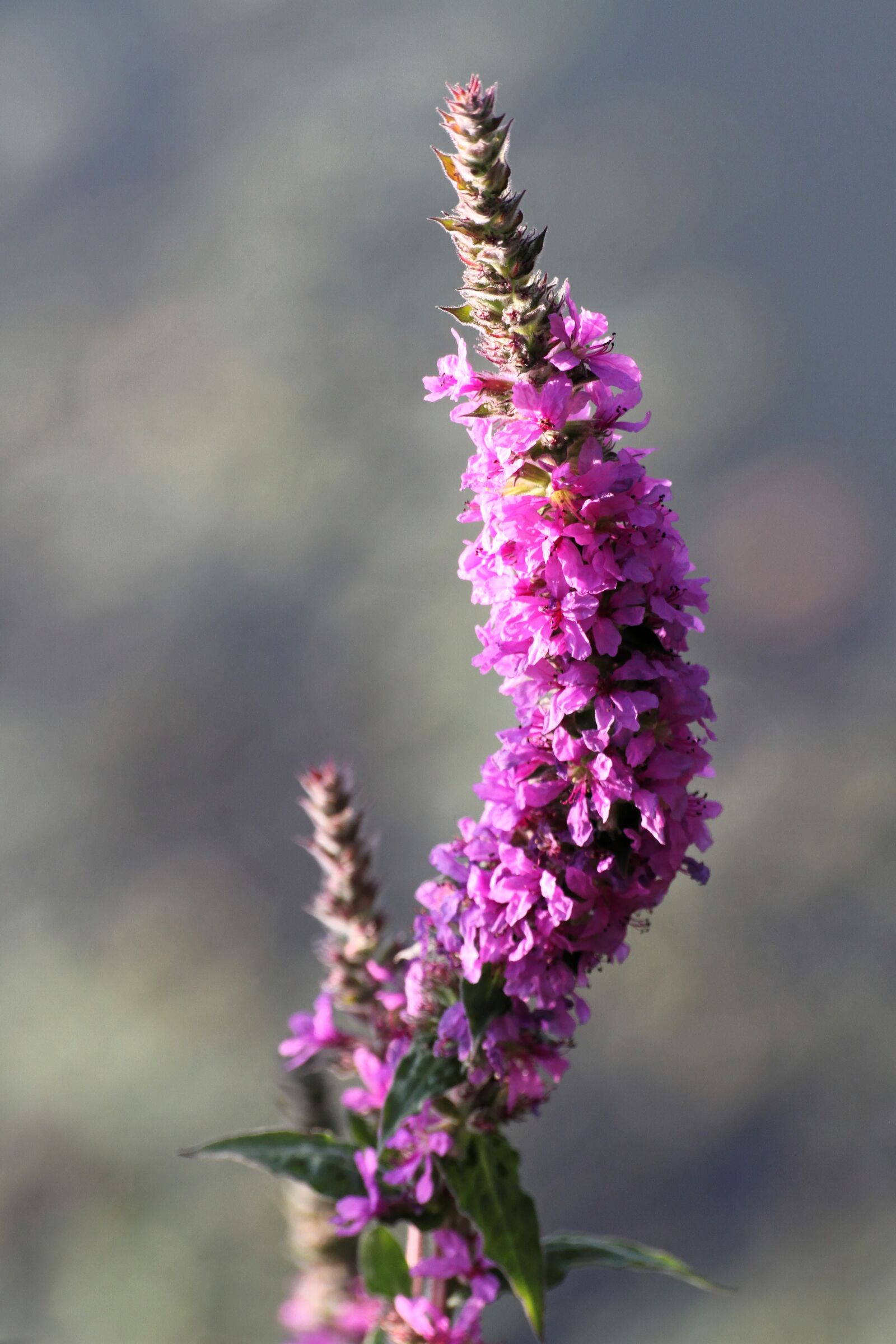Canon EOS 7D sample photo. Flower, nature, plant purple photography