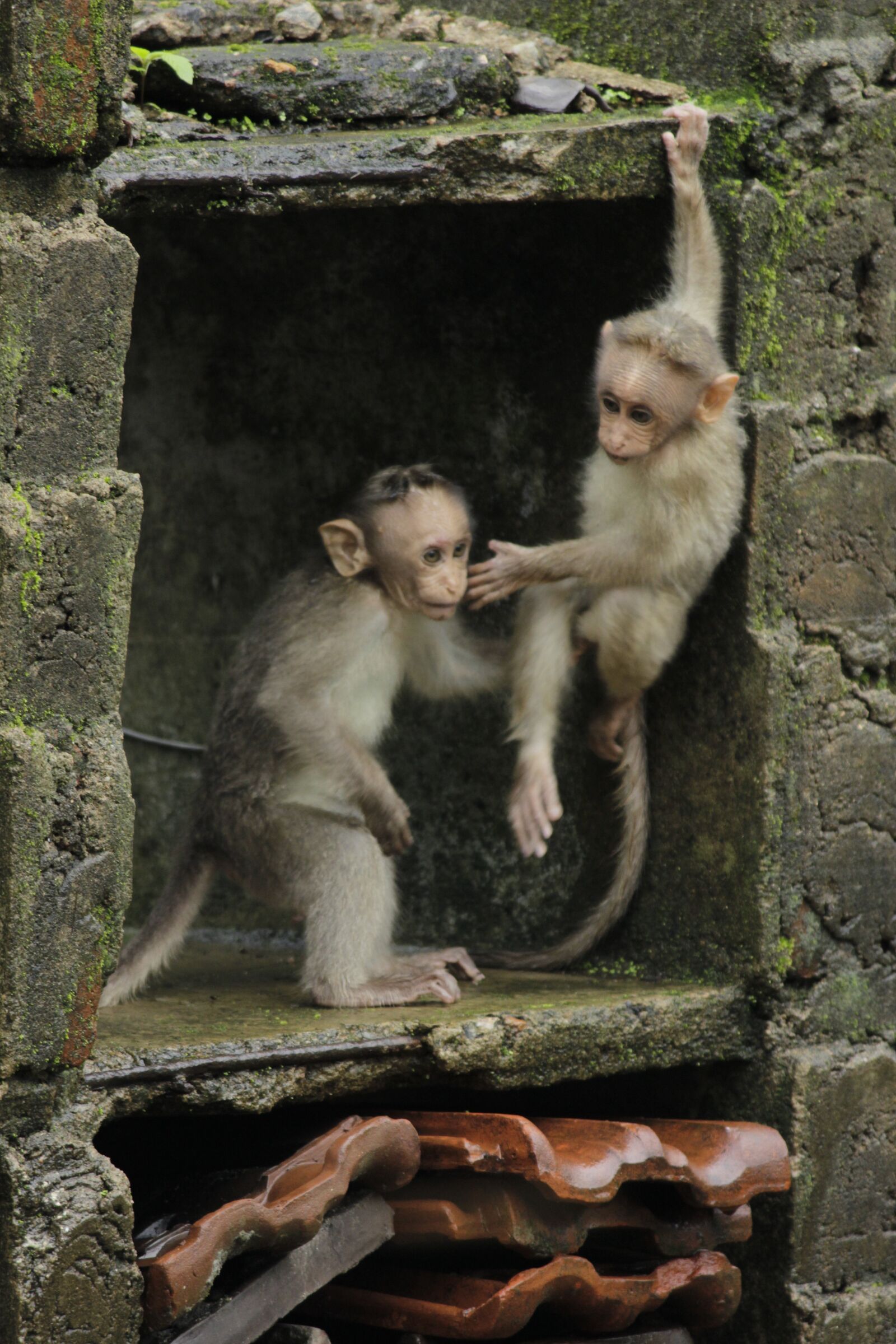 Canon EF-S 55-250mm F4-5.6 IS II sample photo. Monkey, wildlife, forest photography