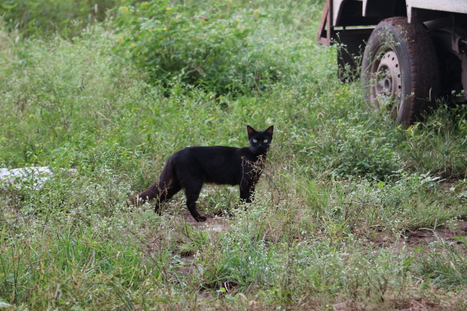 Canon EF-S 18-135mm F3.5-5.6 IS USM sample photo. Indian black cat, domestic photography