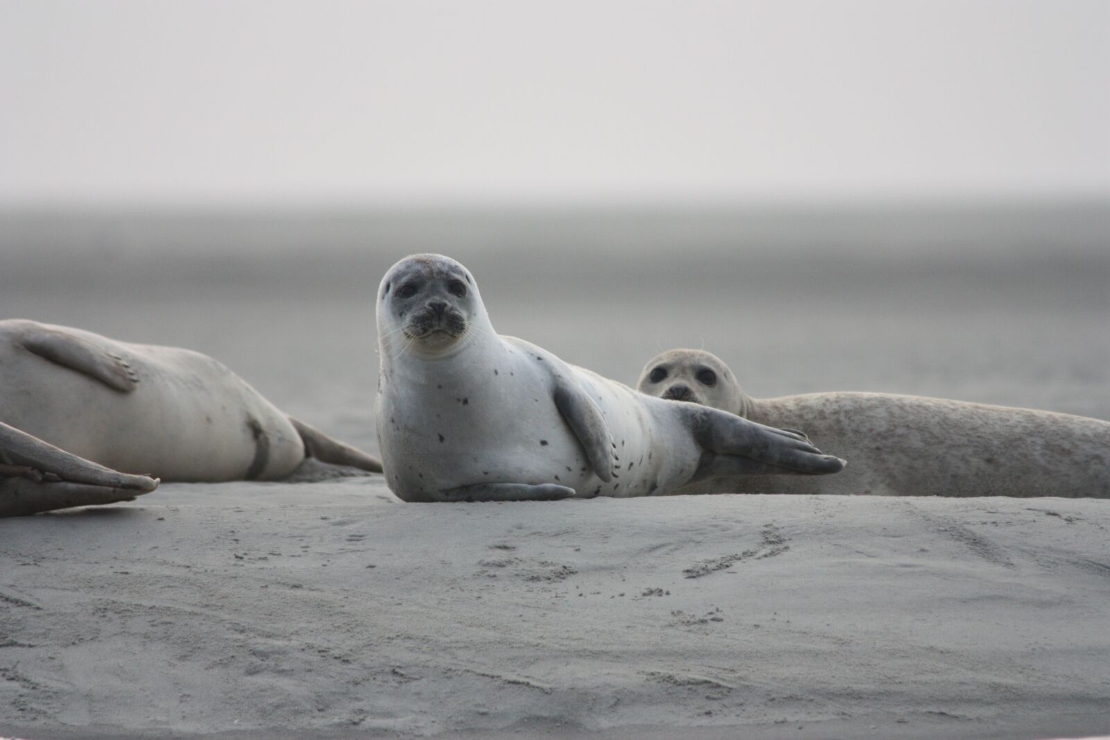 Canon EOS 450D (EOS Rebel XSi / EOS Kiss X2) sample photo. Seals veaux marins, seals photography