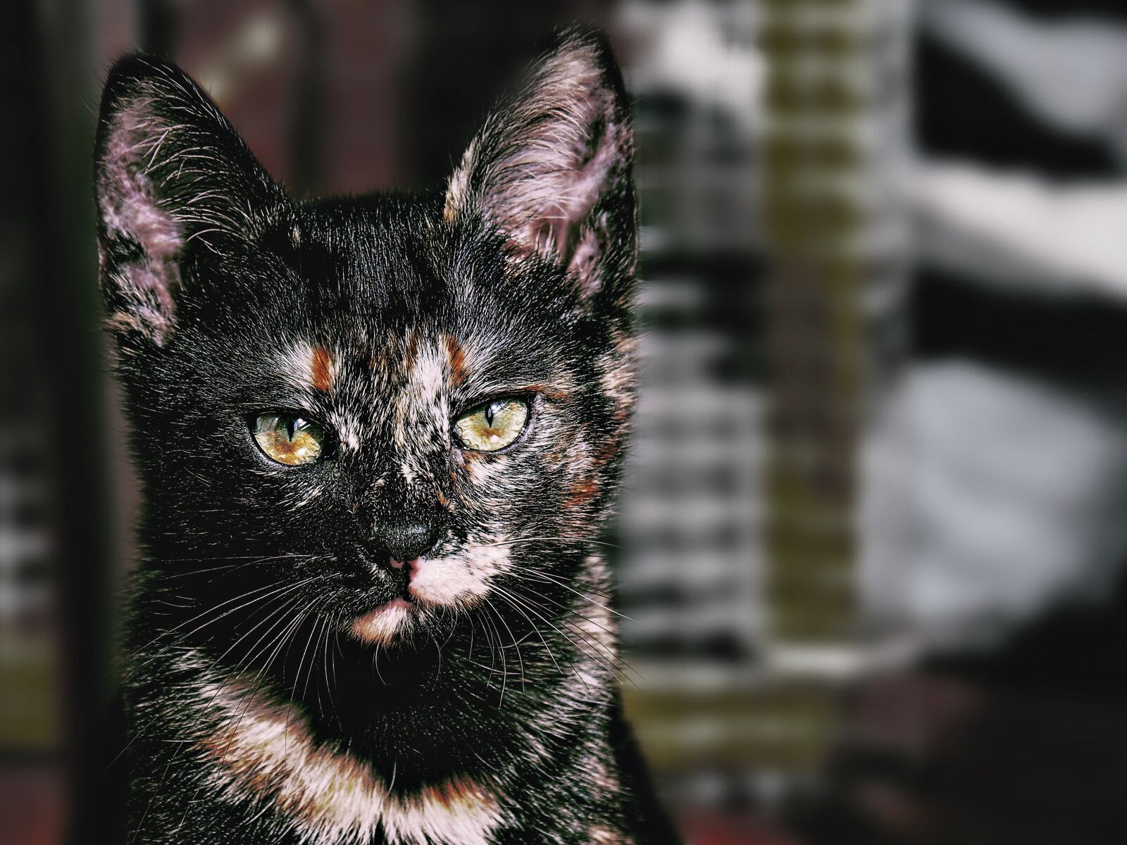 Olympus OM-D E-M10 II sample photo. Cat, pet, look photography