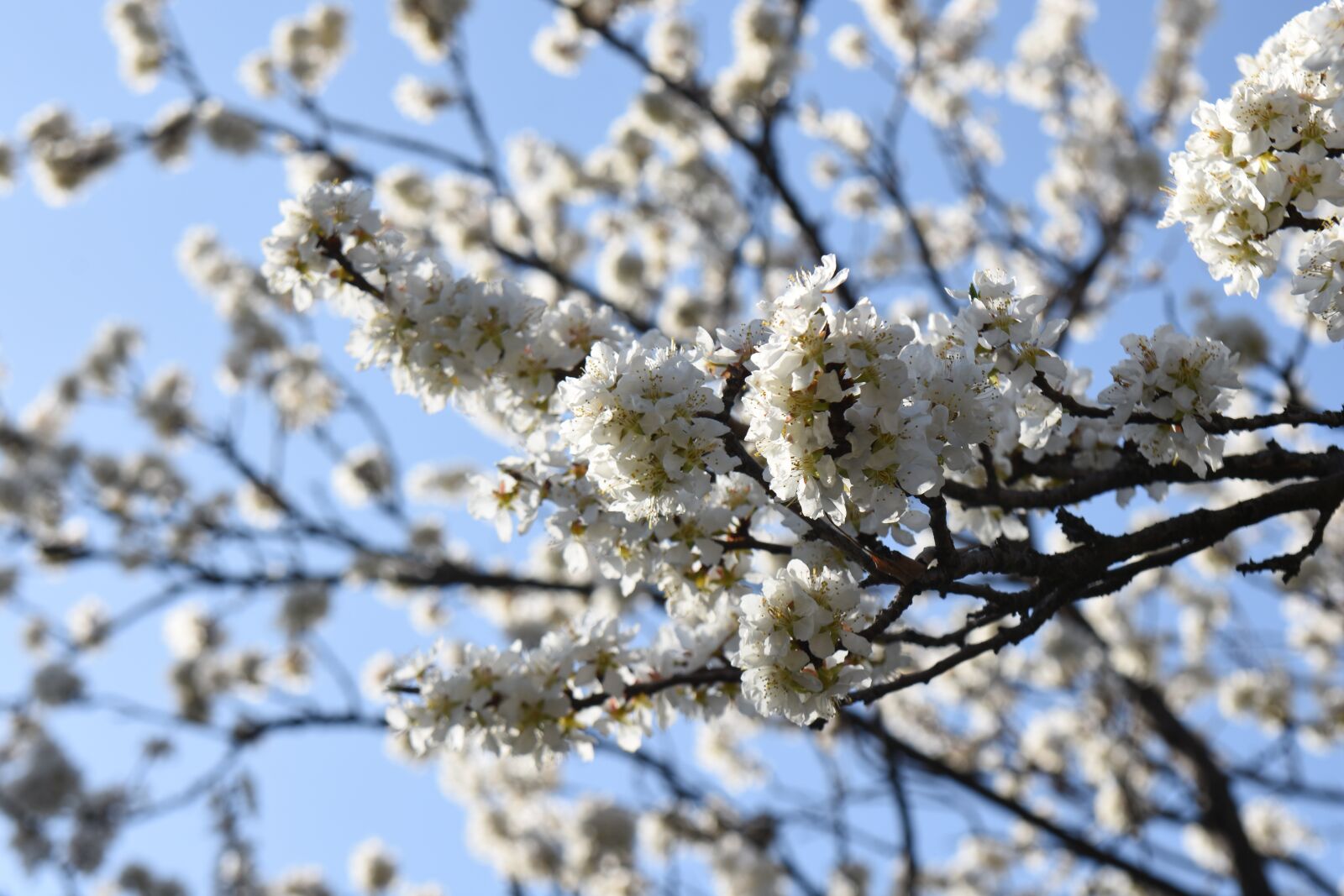 Nikon D7200 sample photo. Spring, white, apricot blossom photography