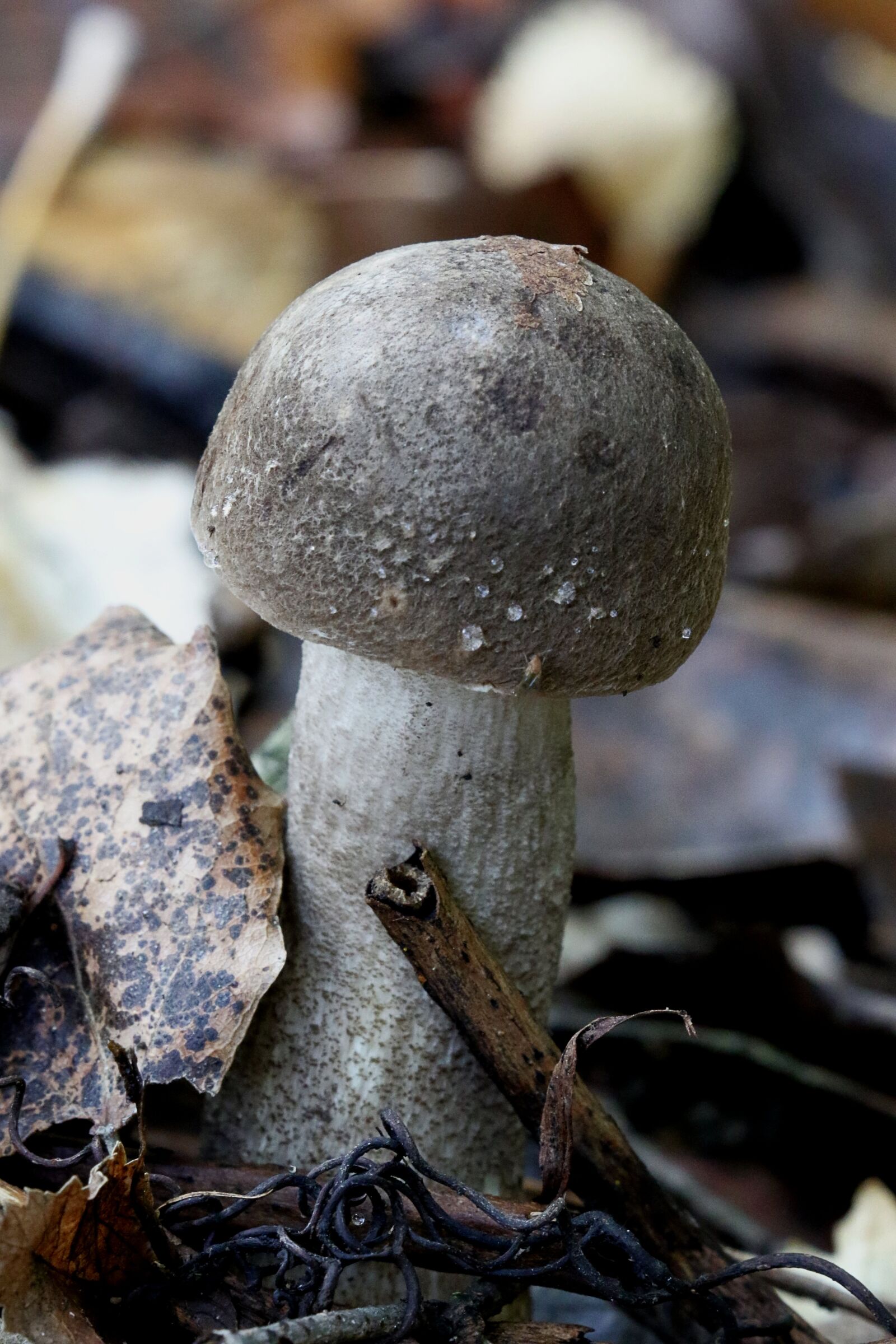 Canon EOS 7D Mark II sample photo. Autumn, mushrooms, underwood photography