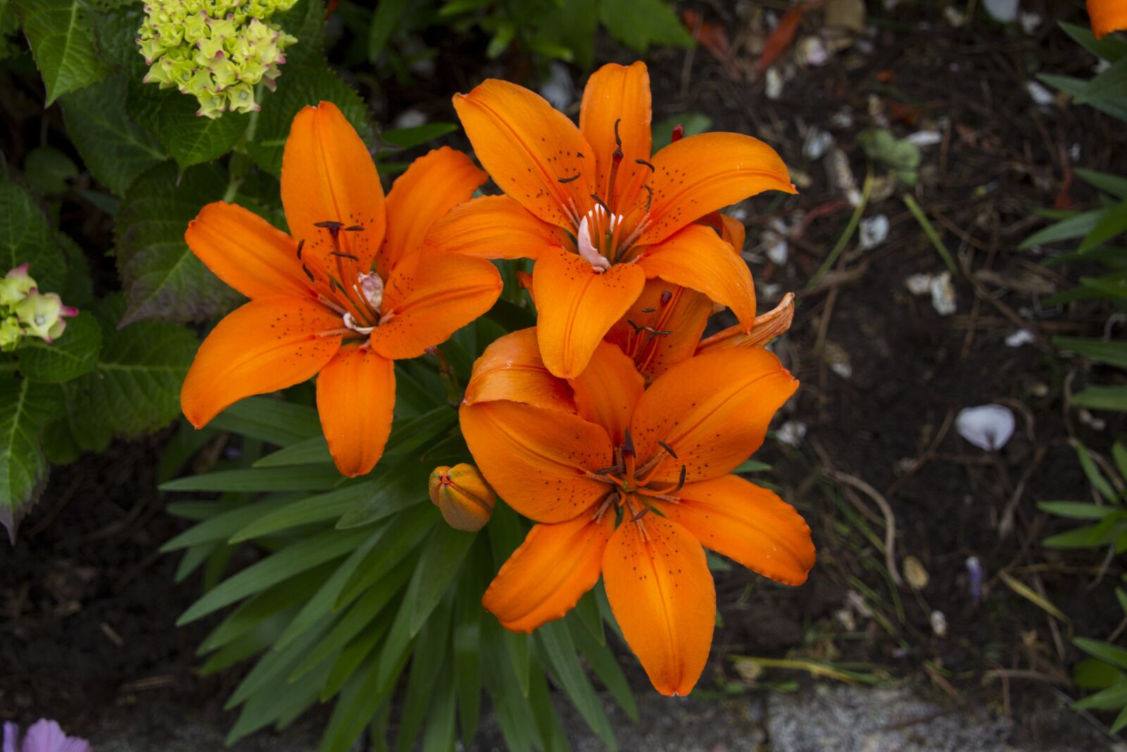 Canon EOS 60D sample photo. Lily, flower, blossom photography