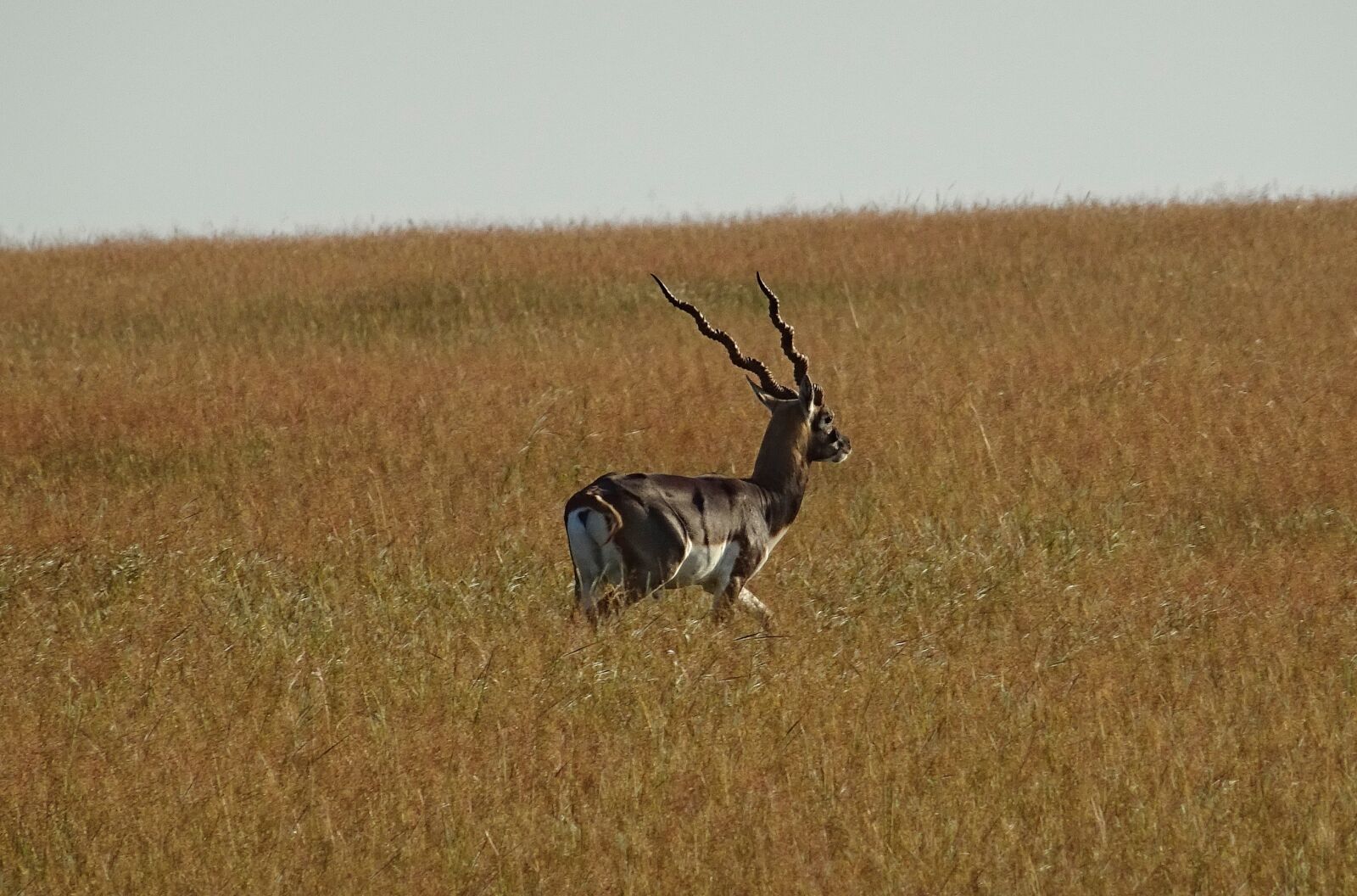 Sony DSC-HX60V sample photo. Blackbuck, antelope, wild photography