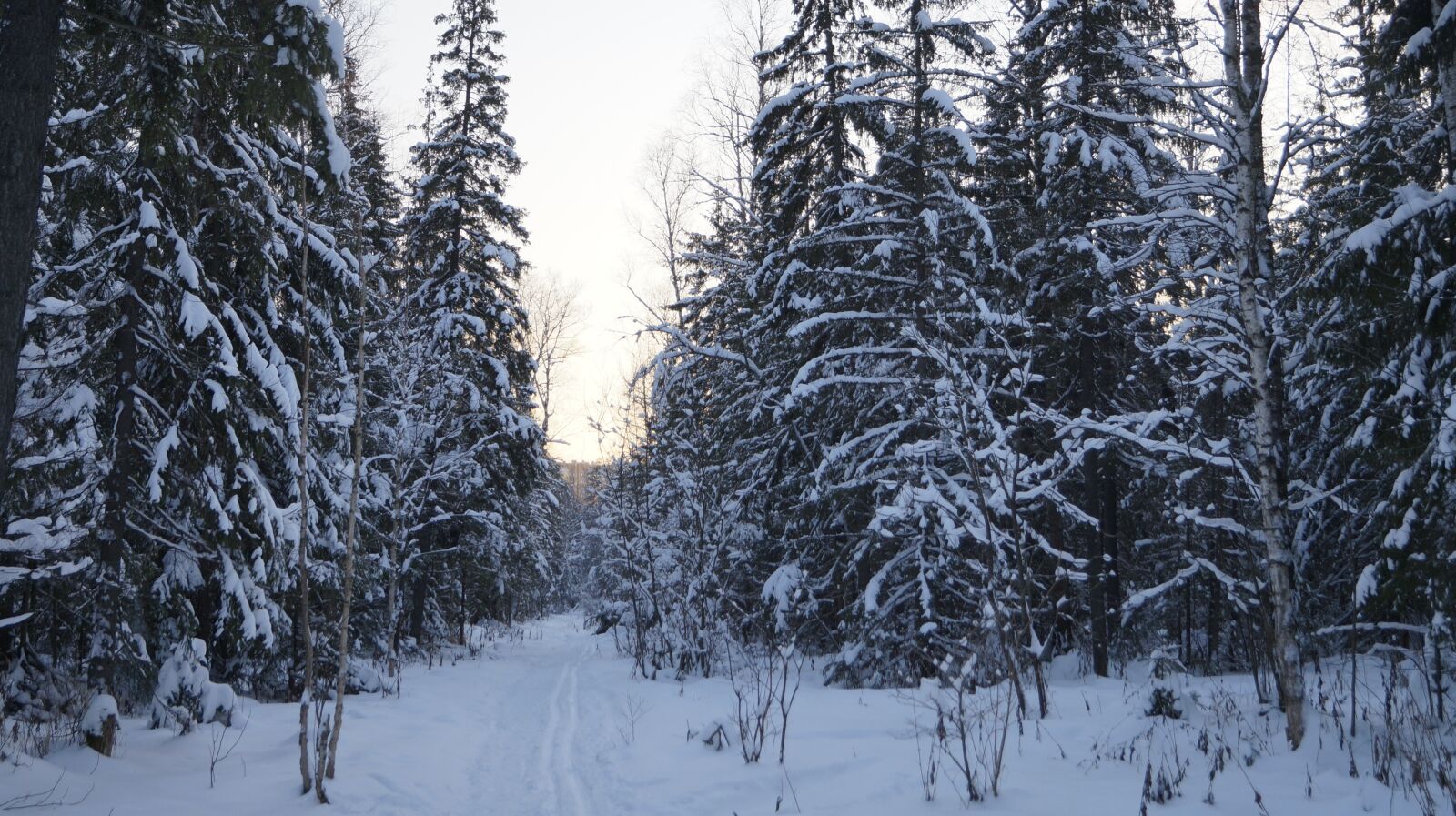 Sony SLT-A57 sample photo. Forest, silence, frost photography