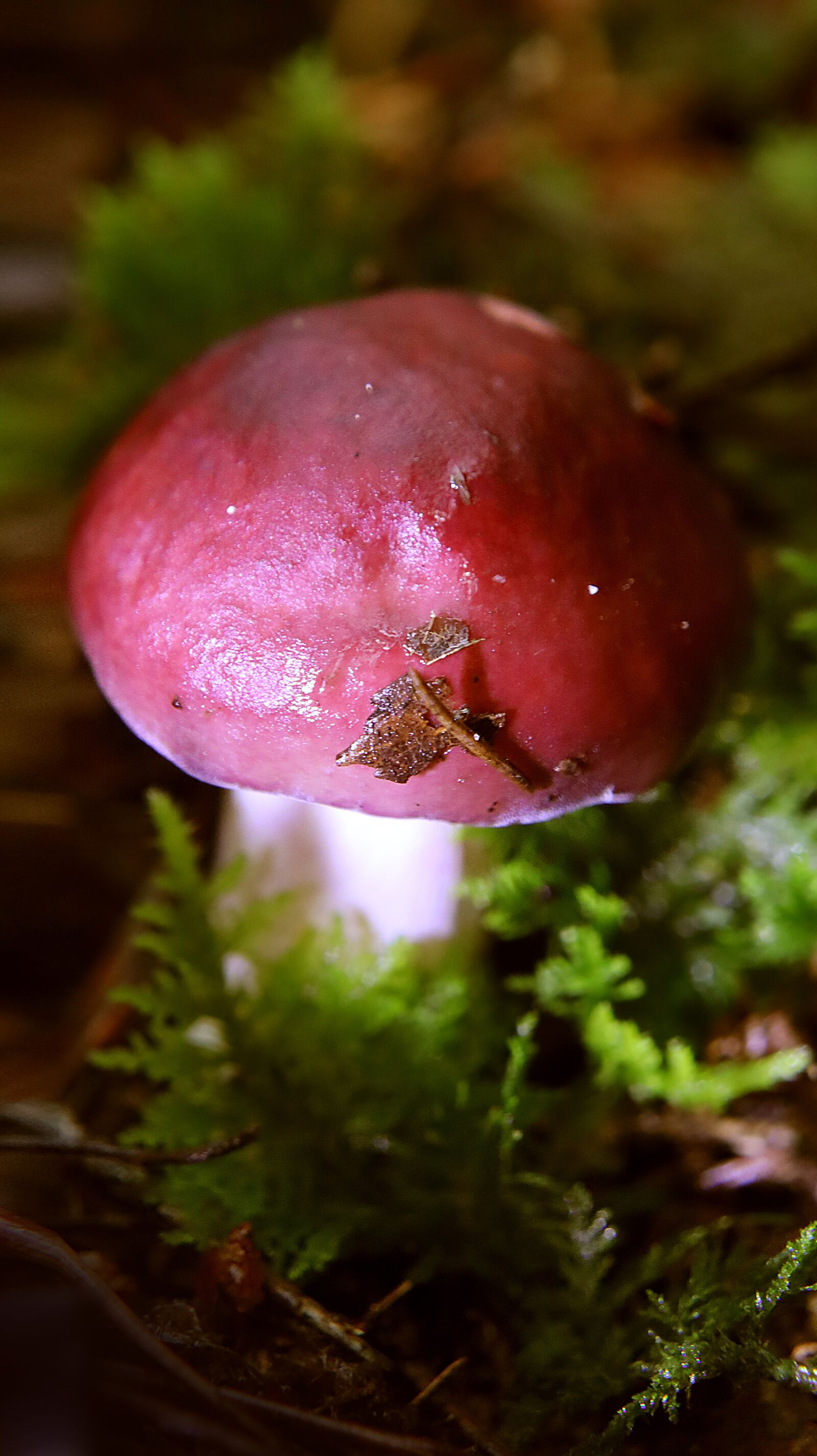 Canon EF-M 15-45mm F3.5-6.3 IS STM sample photo. Mushrooms, forest, nature photography