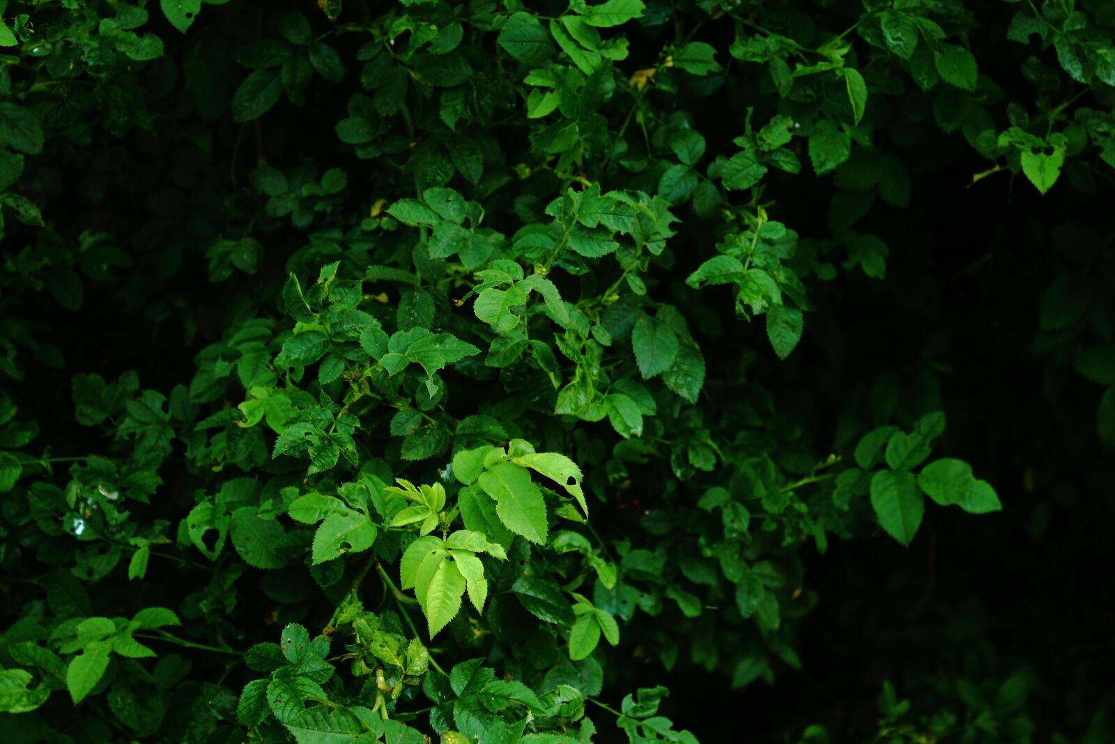 Canon EOS 1300D (EOS Rebel T6 / EOS Kiss X80) sample photo. Leaves, green, dark photography