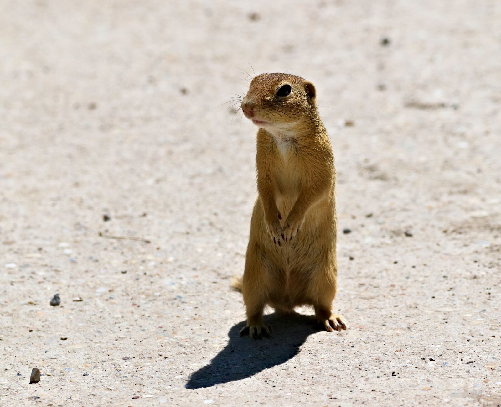 150-600mm F5-6.3 DG OS HSM | Contemporary 015 sample photo. Gopher, rodent, standing photography