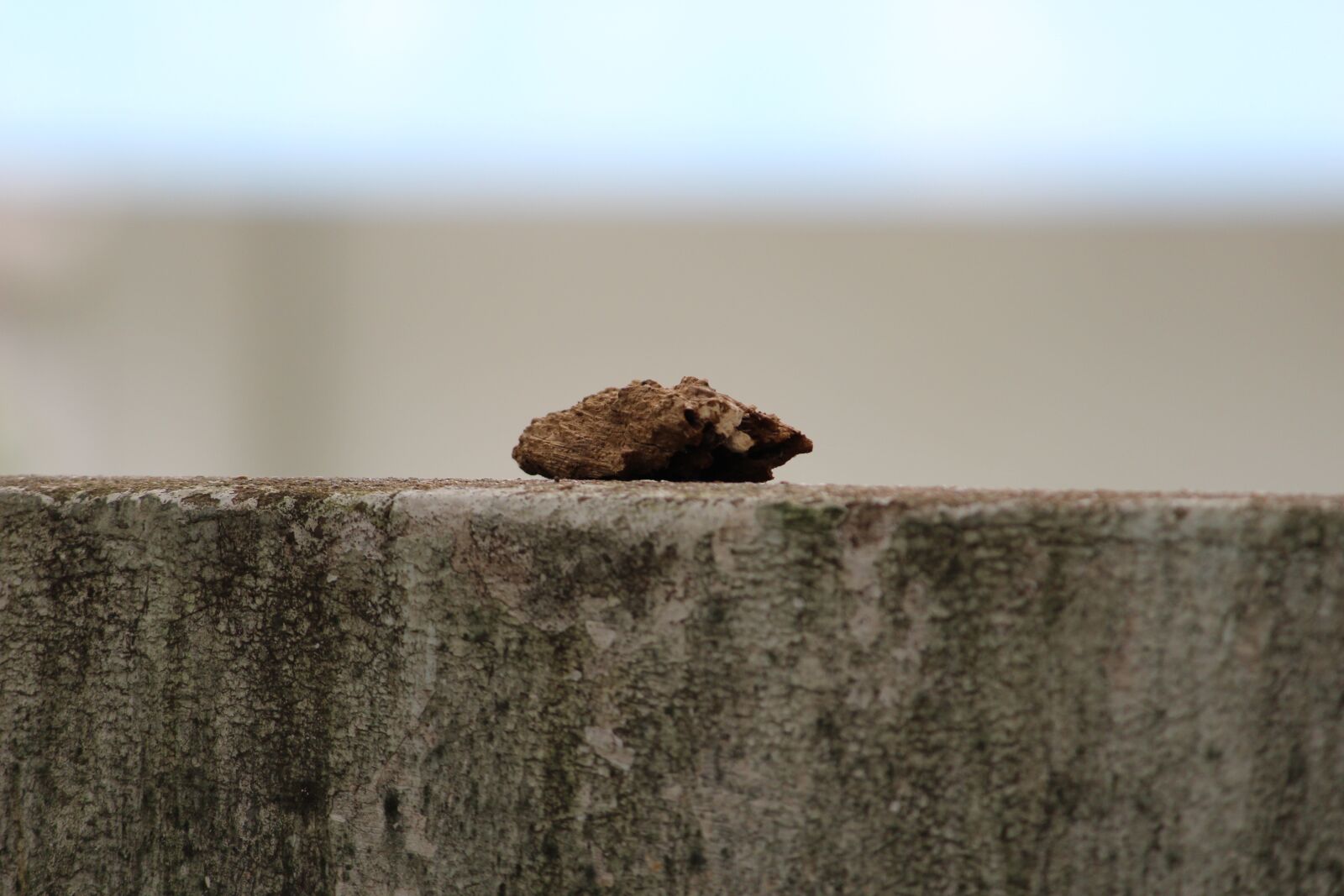 Canon EOS 1200D (EOS Rebel T5 / EOS Kiss X70 / EOS Hi) sample photo. Wall, wood piece, alone photography