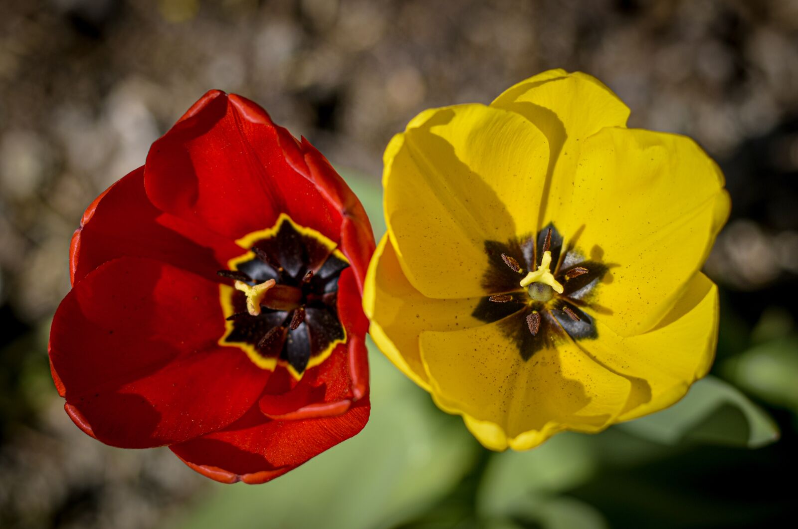 Nikon D5600 sample photo. Tulips, bi-color, garden photography