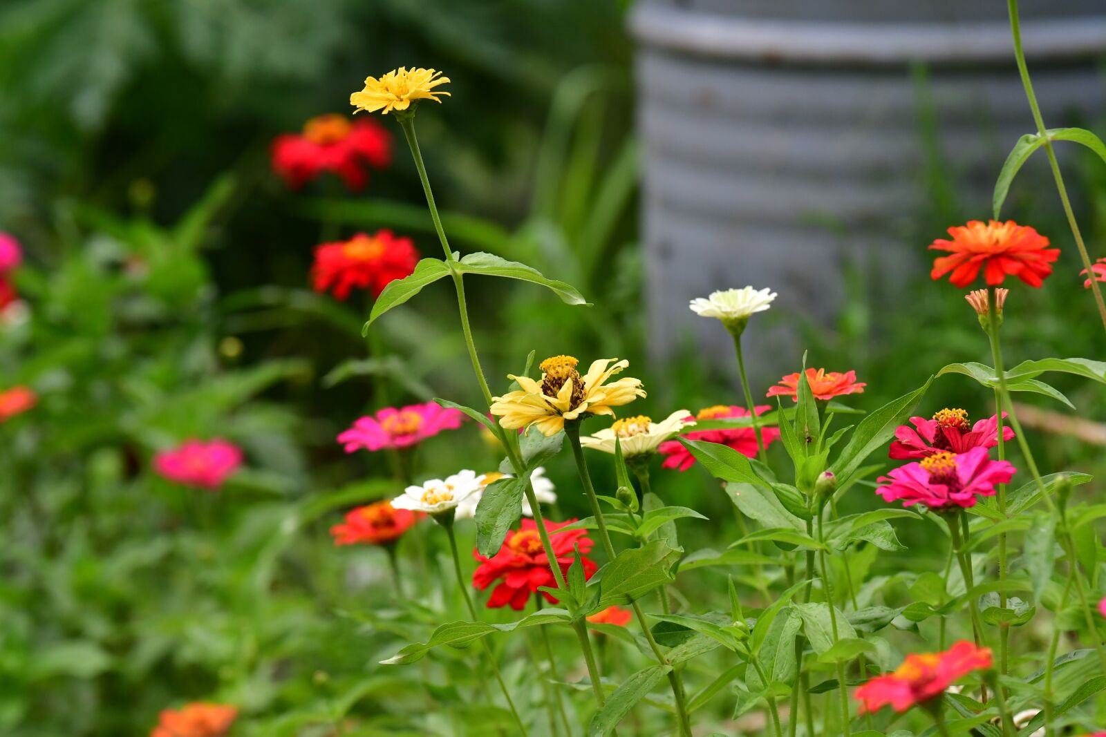 Nikon D500 sample photo. Zinnia flowers, garden, shrubs photography