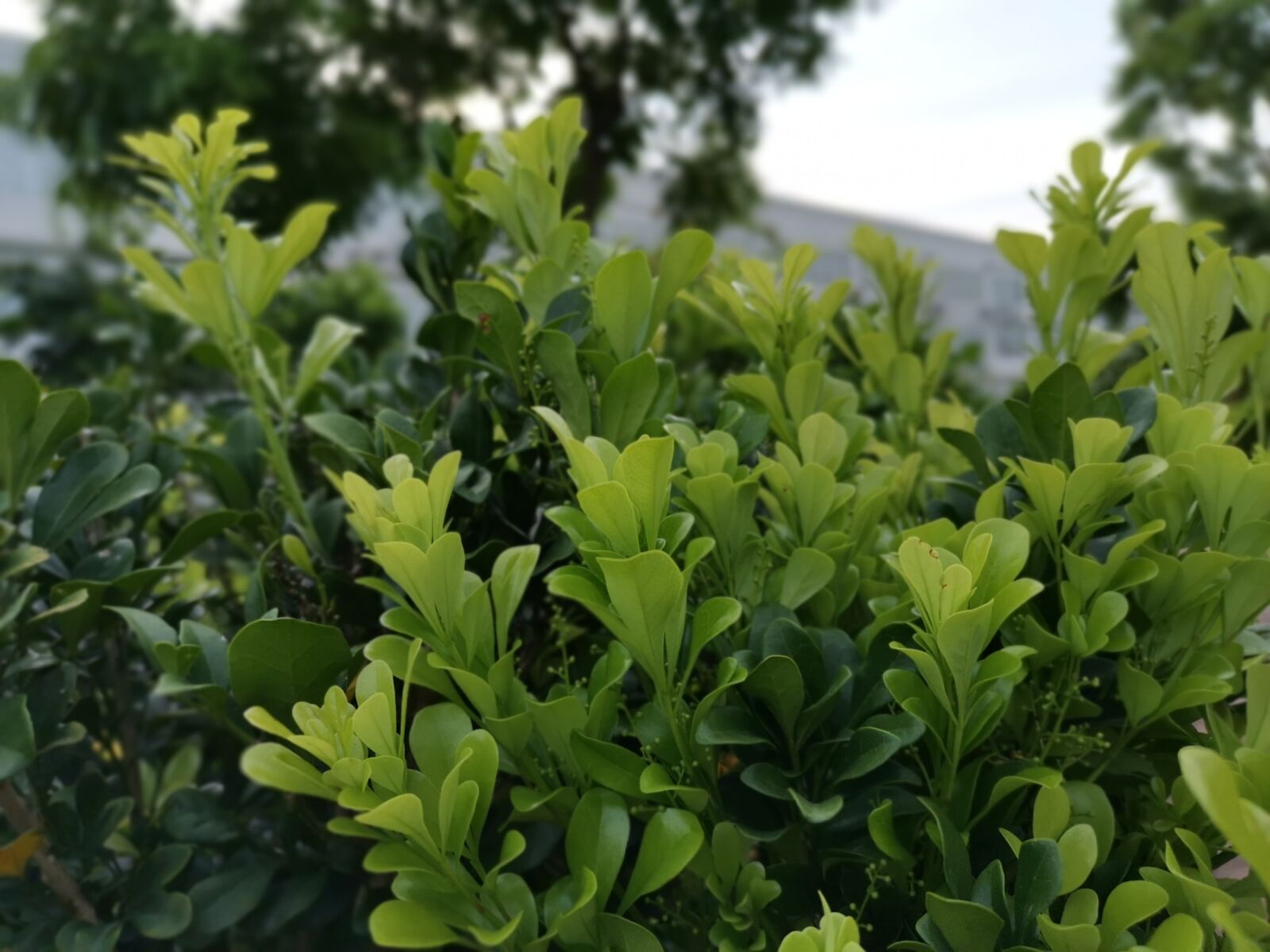 HUAWEI GR5 2017 sample photo