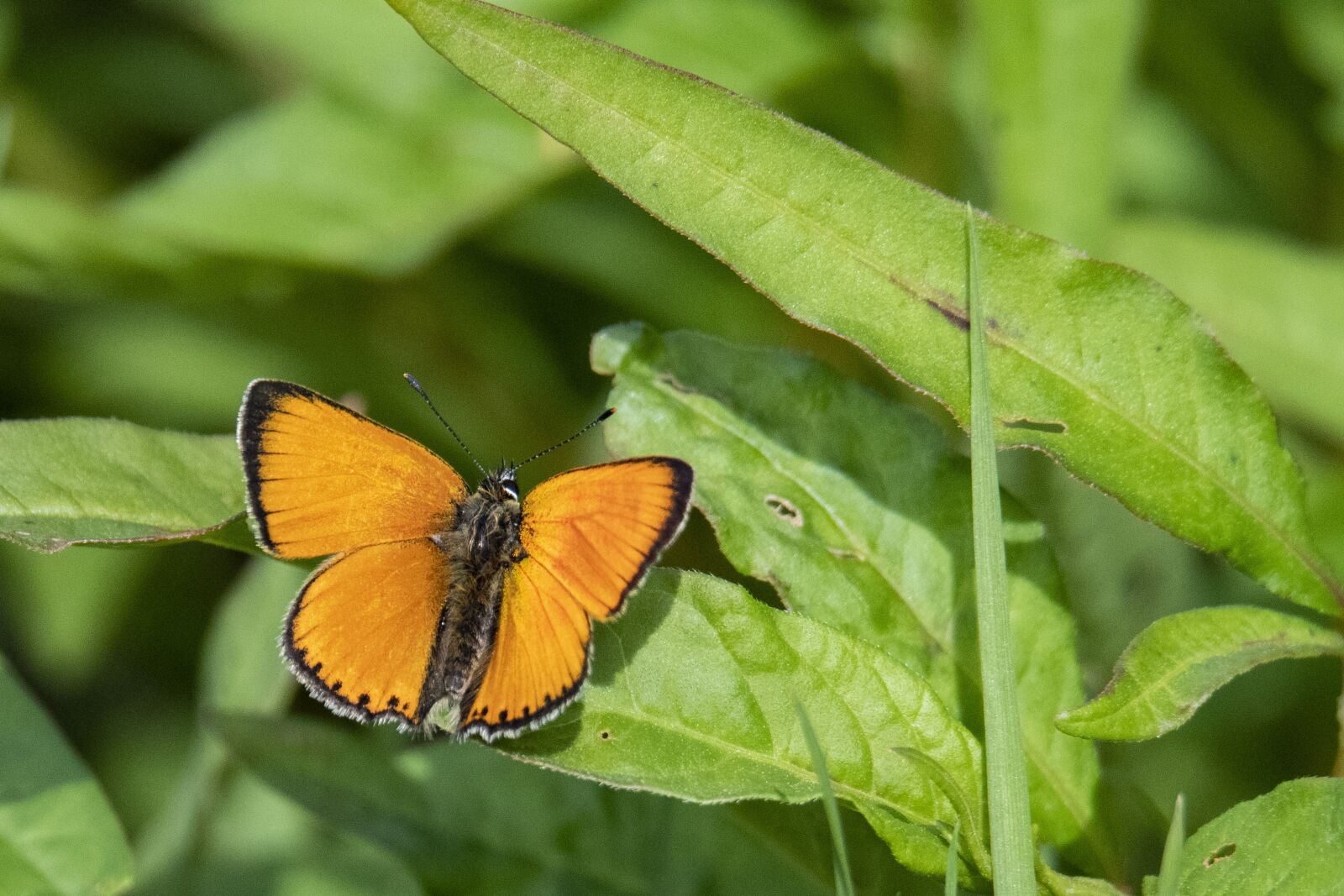 Nikon D500 sample photo. Butterfly, wings, insect photography