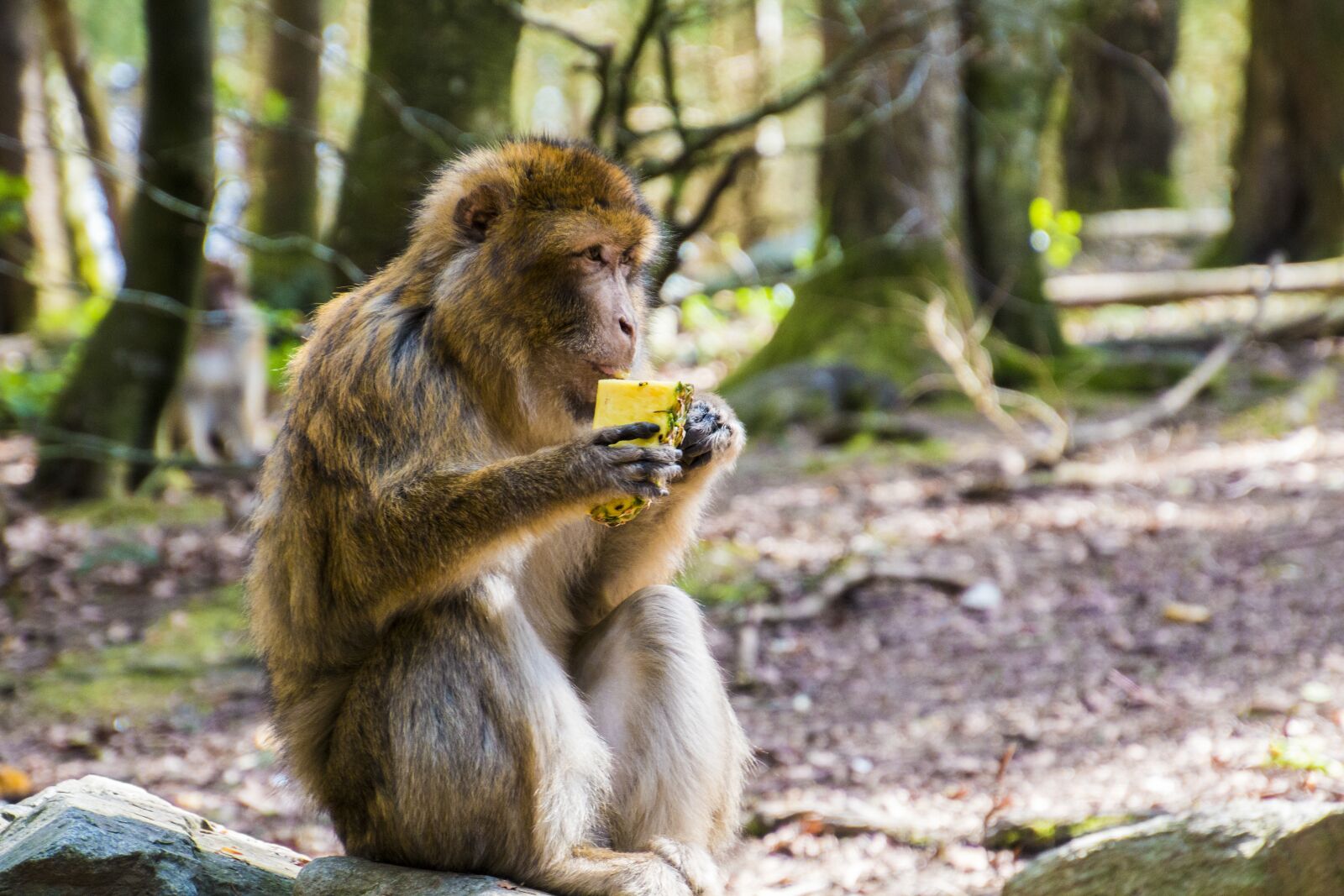 Canon EOS 70D sample photo. Monkey, eat, barbary ape photography