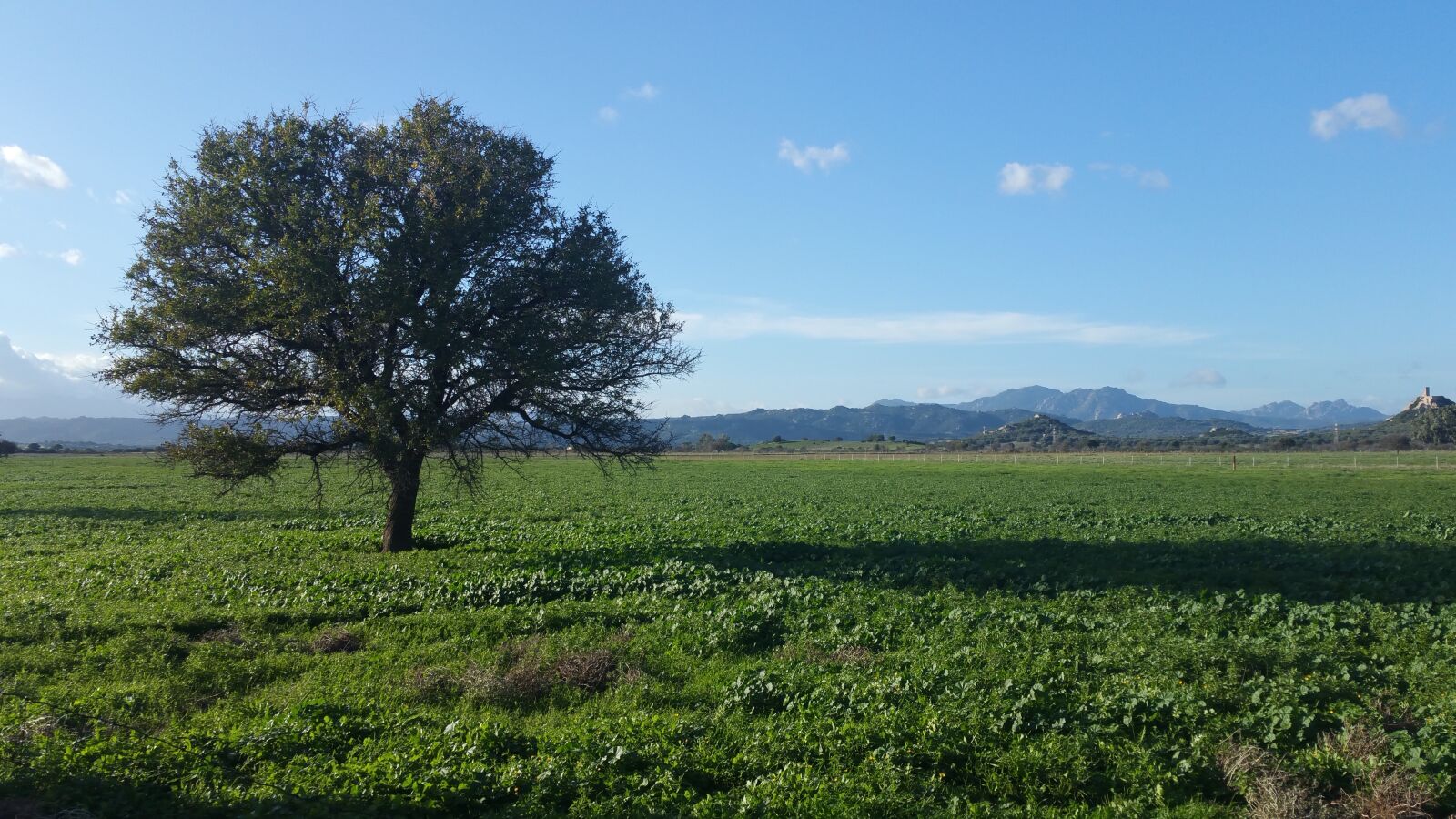 Samsung Galaxy Note4 sample photo. Nature, tree, campaign photography