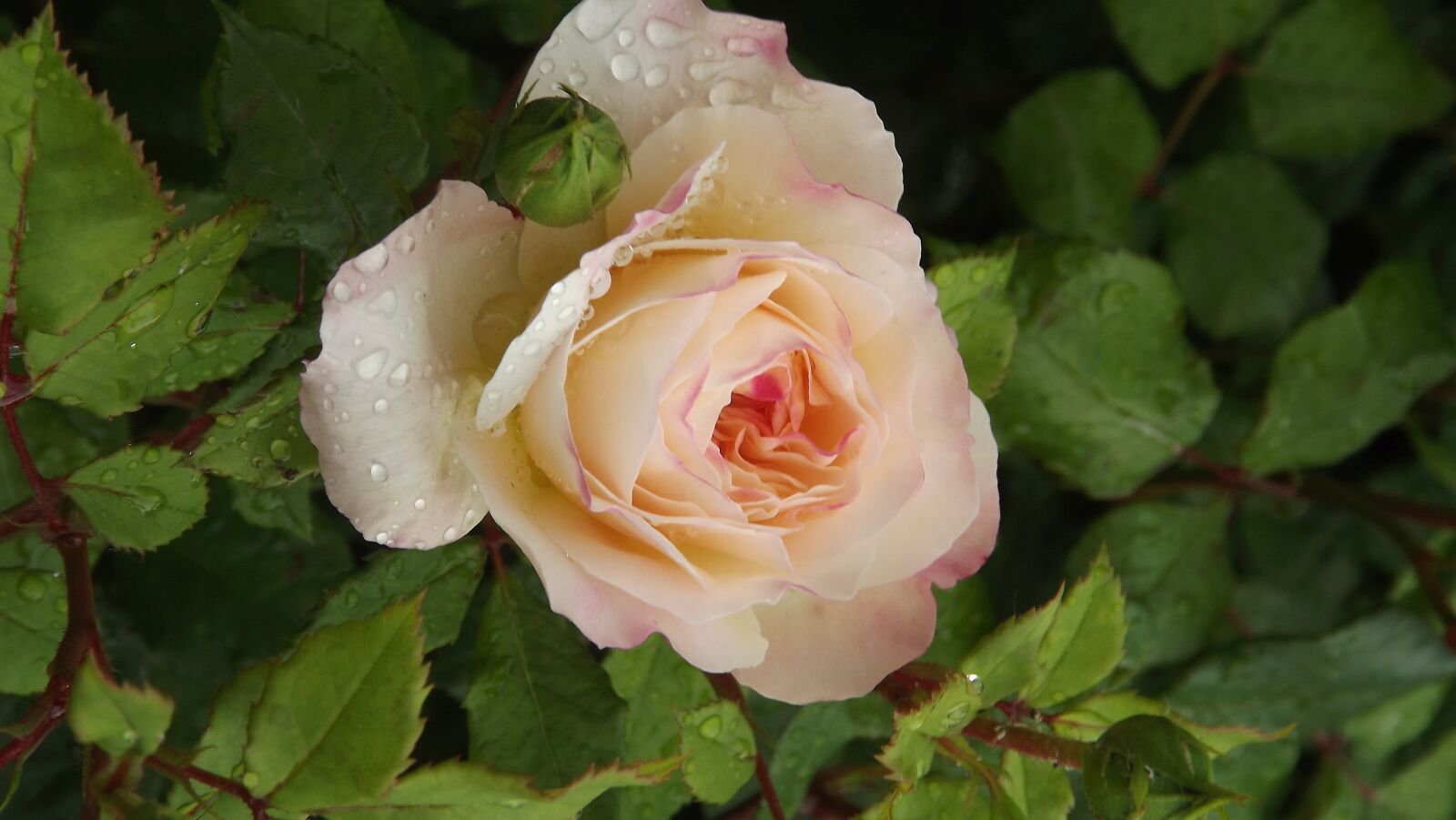 Fujifilm FinePix S3400 sample photo. Plants, flowers, roses photography