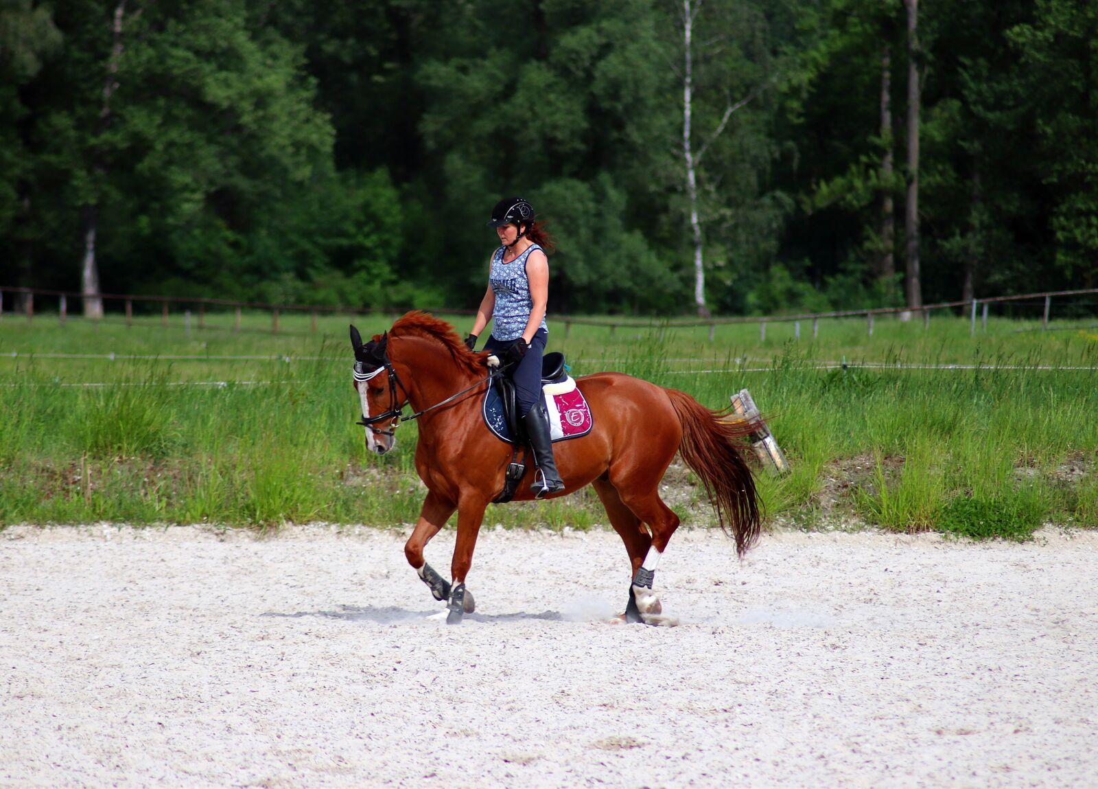 Canon EOS 77D (EOS 9000D / EOS 770D) sample photo. Horse, training, exercise photography