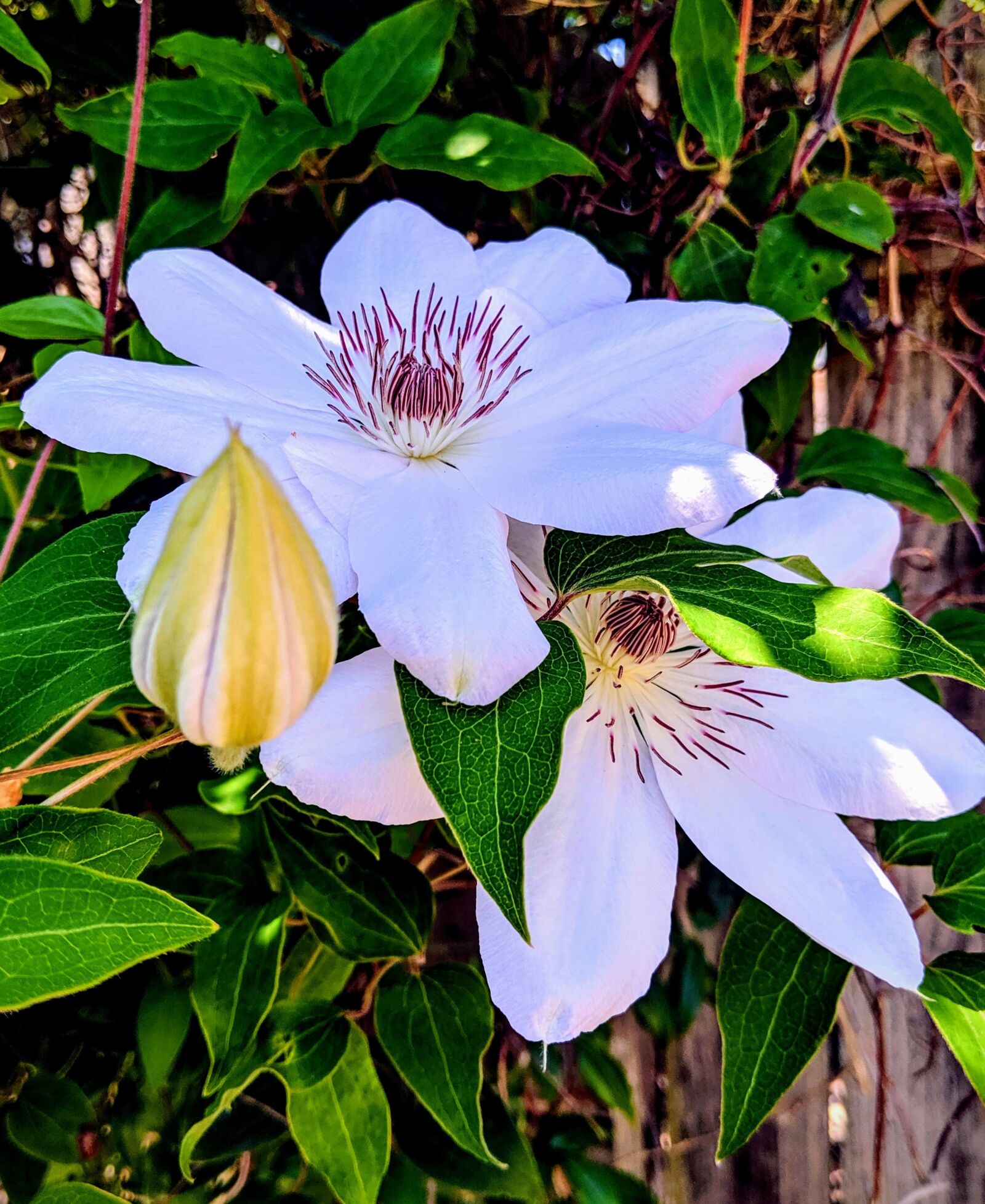 Google Pixel 3 XL sample photo. White clematis, clematis, white photography