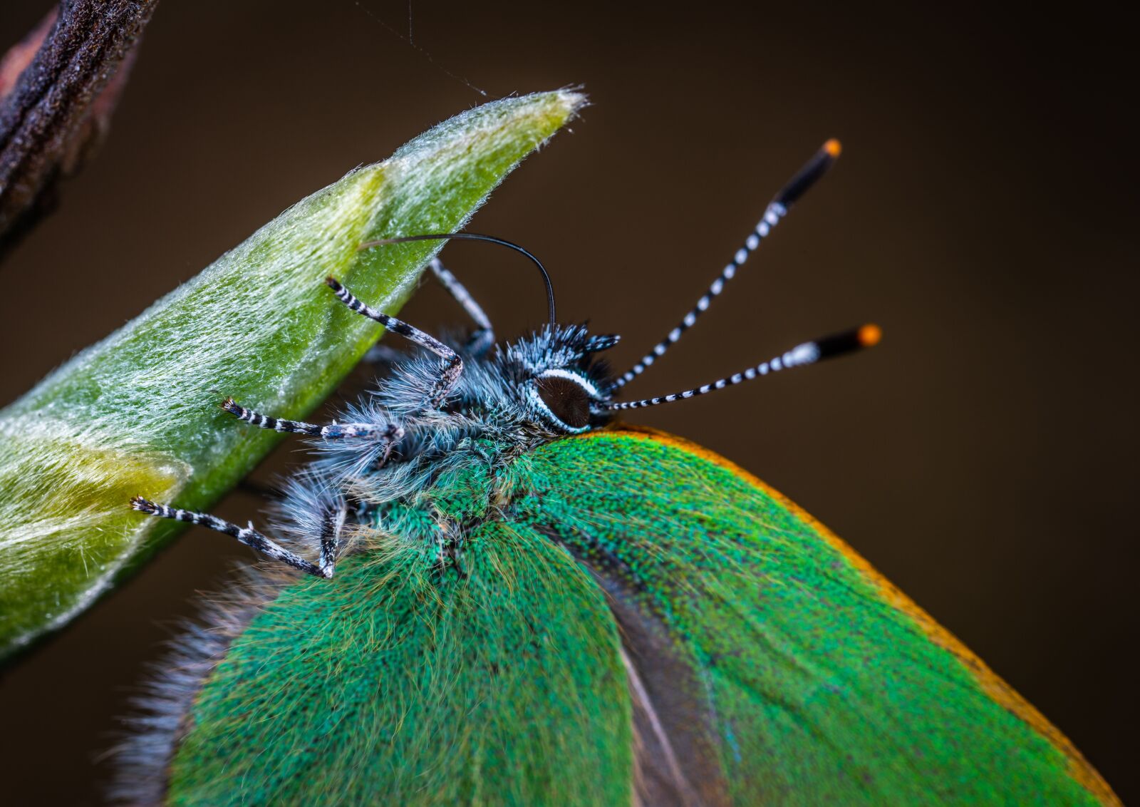 #124 65/2.8 sample photo. Insect, macro, lepidoptera photography