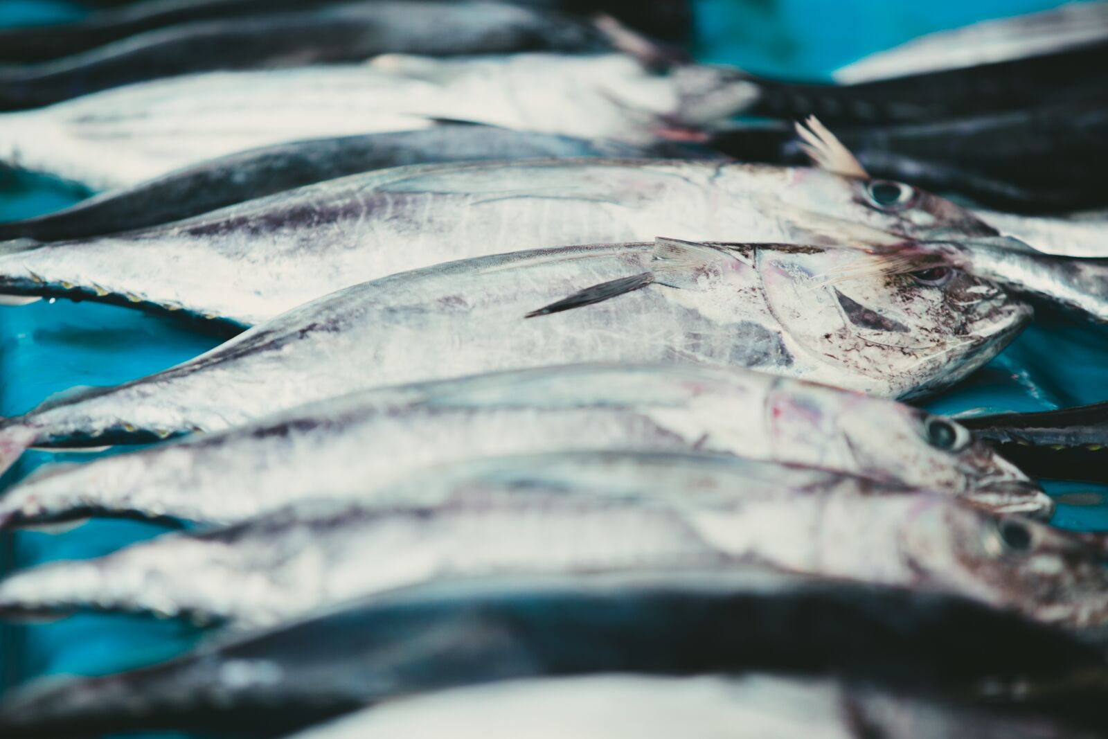 Canon EF 70-200mm F2.8L USM sample photo. Fish, fish market, indonesia photography