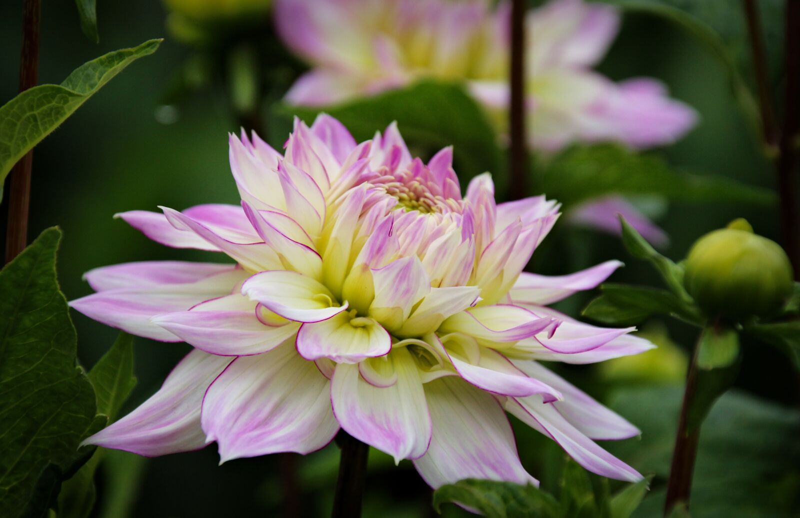 Canon EOS 700D (EOS Rebel T5i / EOS Kiss X7i) sample photo. Plant, flower, nature photography