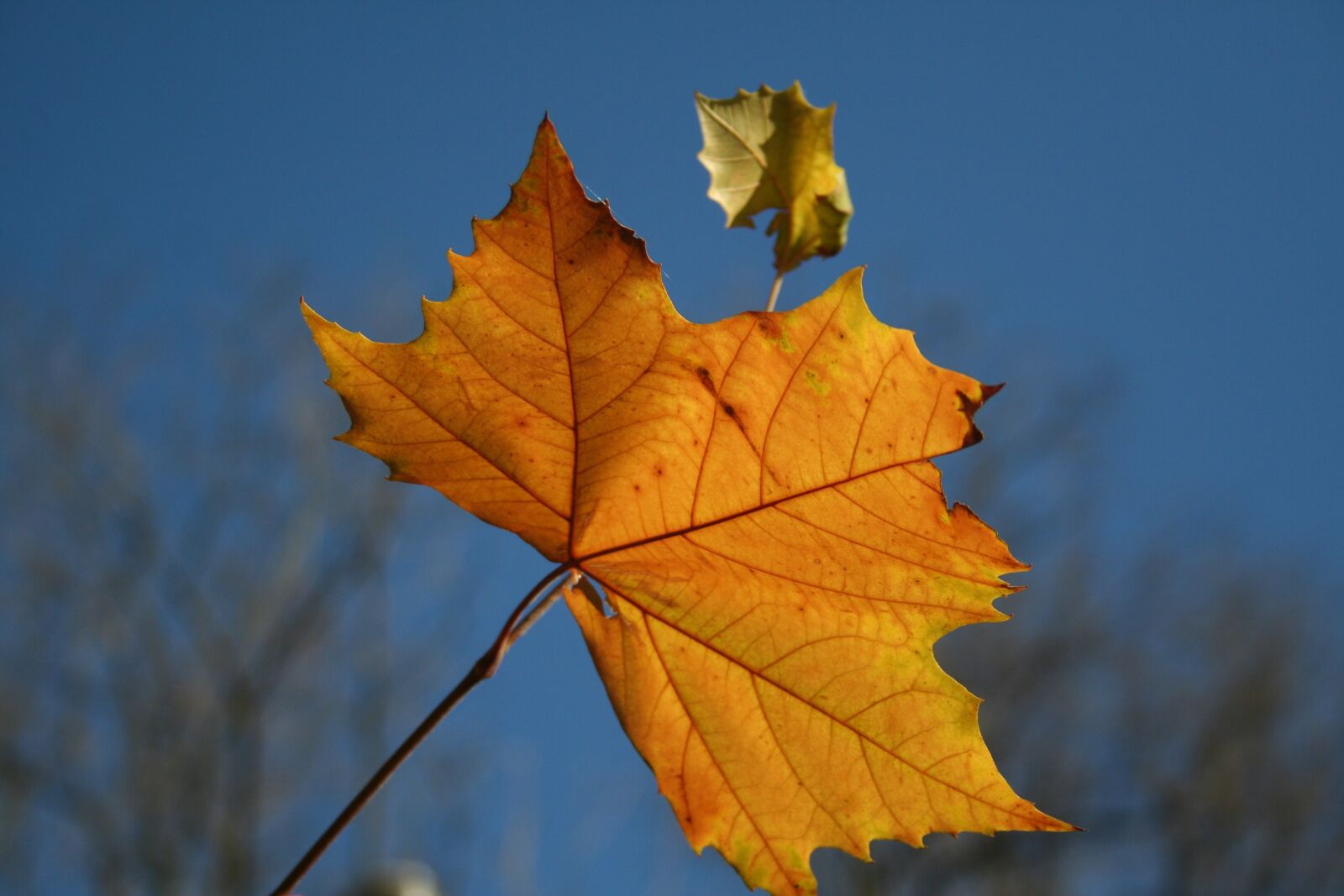 Canon EOS 350D (EOS Digital Rebel XT / EOS Kiss Digital N) sample photo. Autumn, yellow, leaf photography